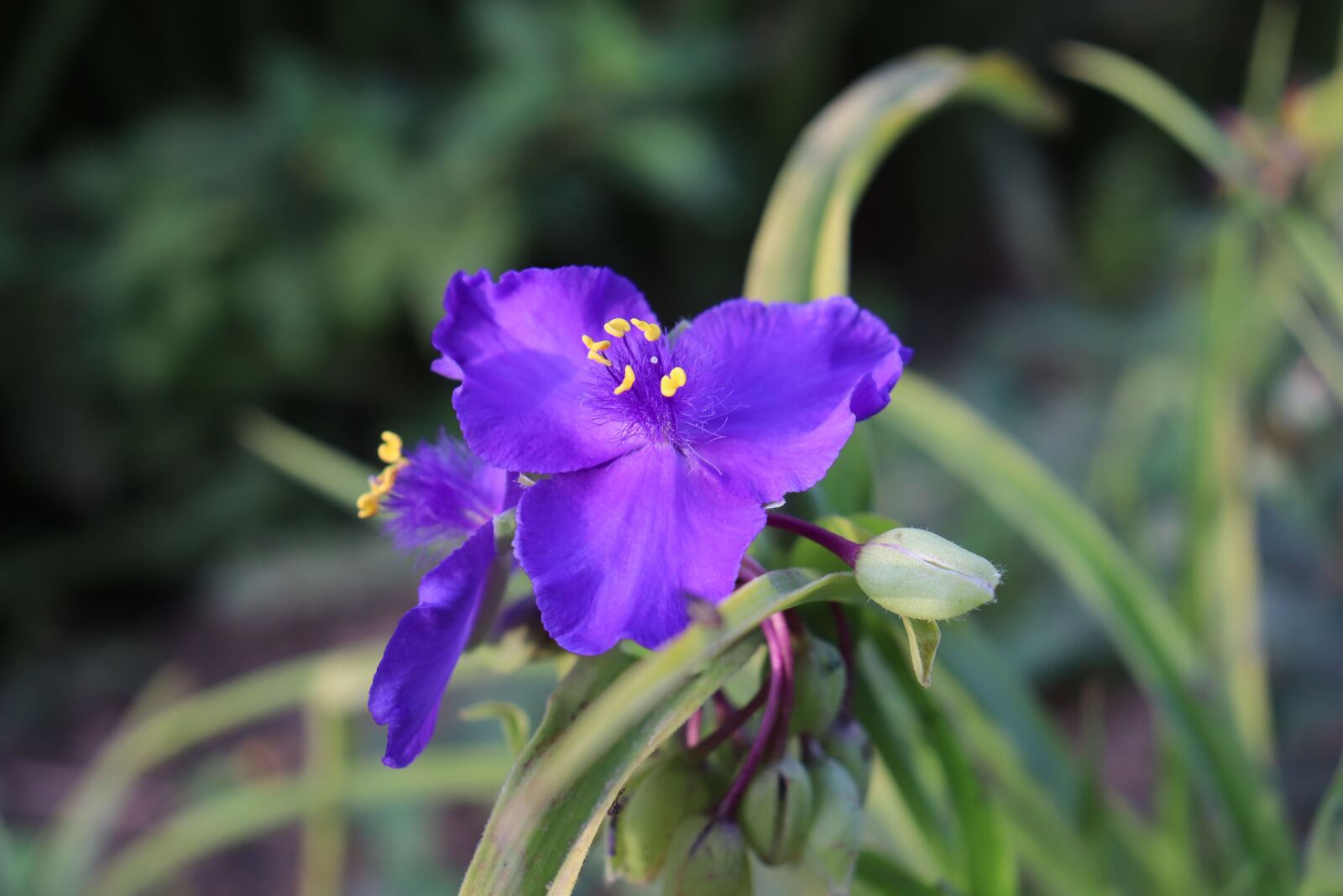 Canon EOS 800D (EOS Rebel T7i / EOS Kiss X9i) sample photo. Tradescantia, flowers, perennial plants photography