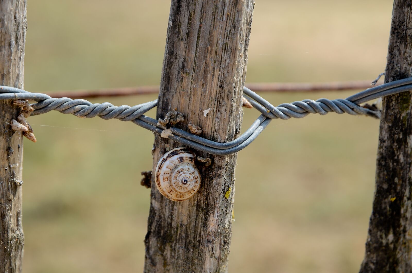 Nikon D7000 sample photo. Snail, nature, animal photography