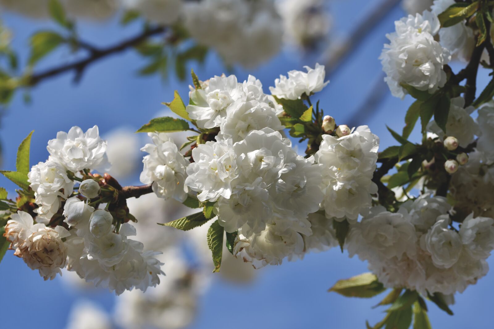 Nikon D7200 sample photo. Ornamental cherry, cherry blossoms photography