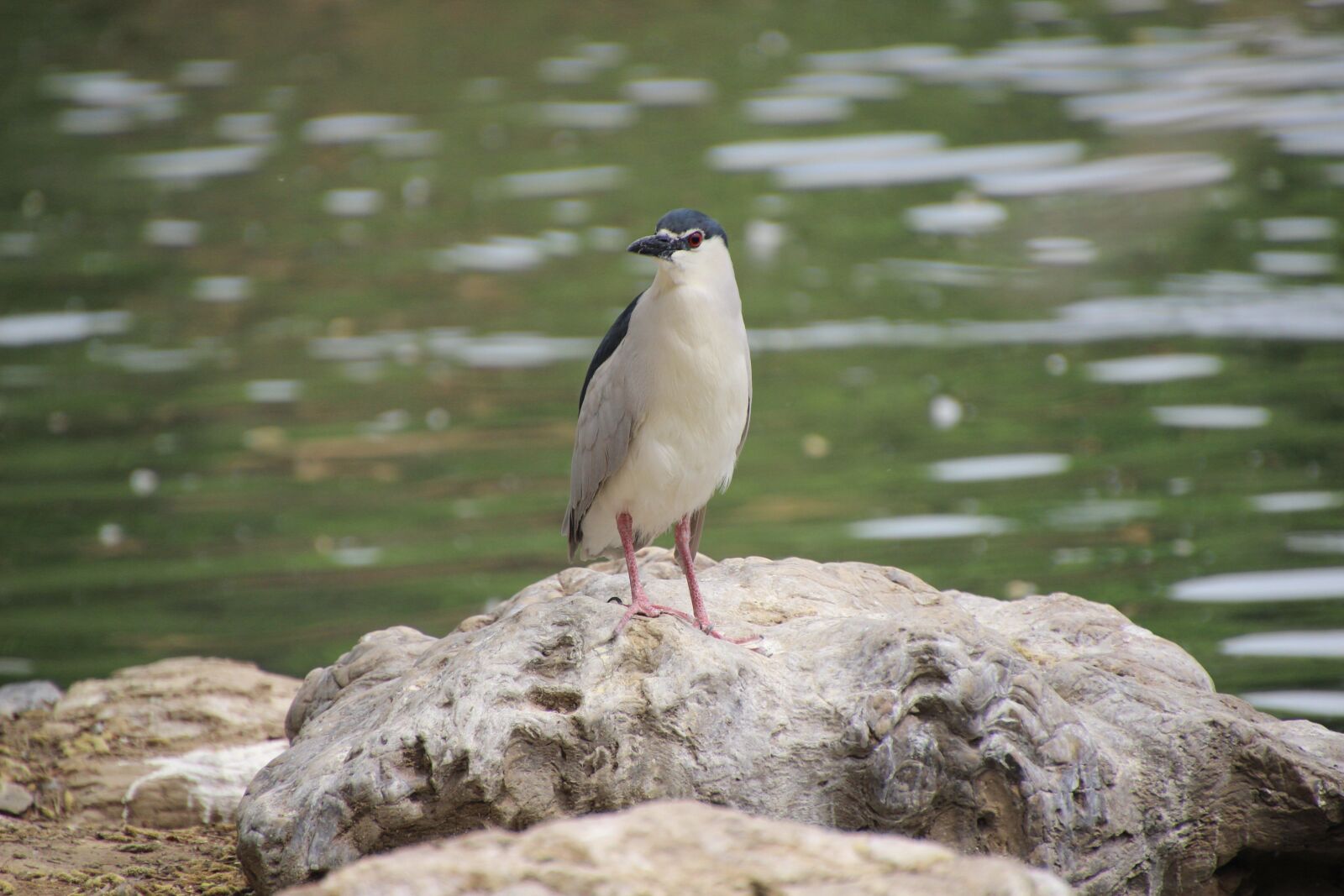 Canon EOS 600D (Rebel EOS T3i / EOS Kiss X5) sample photo. Bird, night heron, stand photography