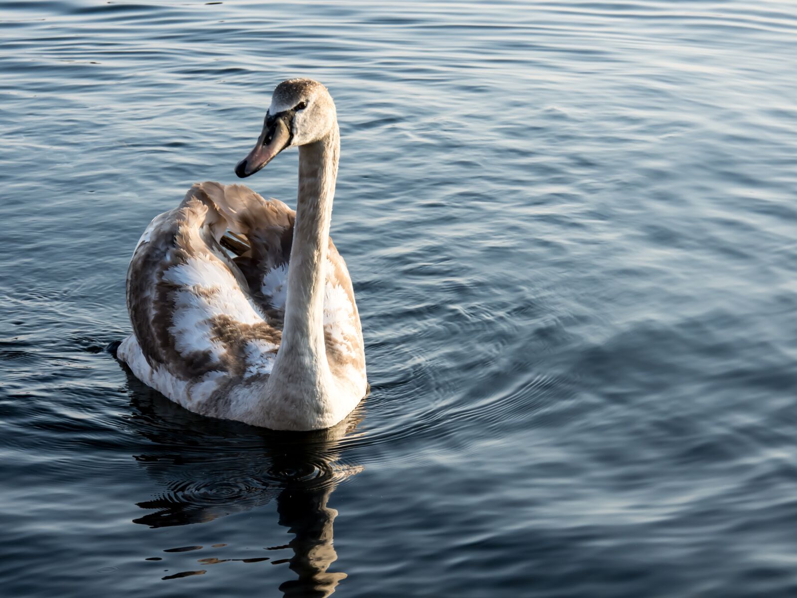 Nikon D7200 sample photo. Swan, sea, water photography