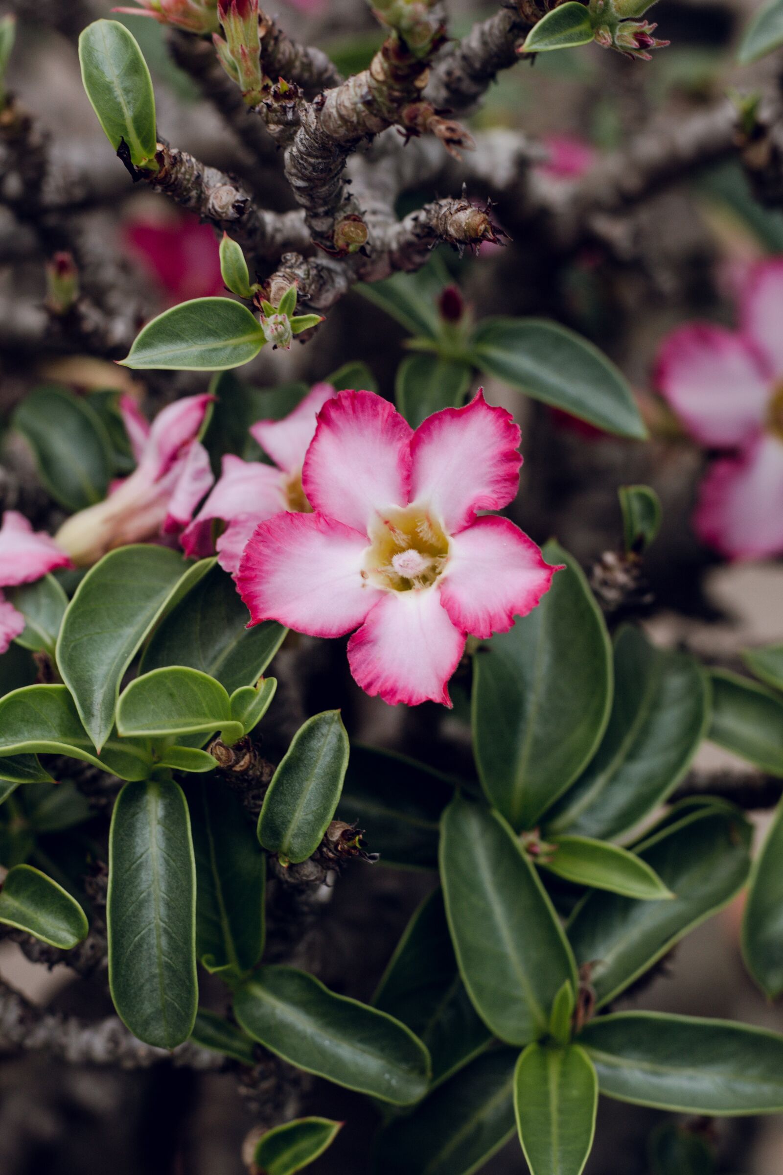 Canon EOS 700D (EOS Rebel T5i / EOS Kiss X7i) + Canon EF 50mm F1.8 STM sample photo. Invited to visit, flower photography