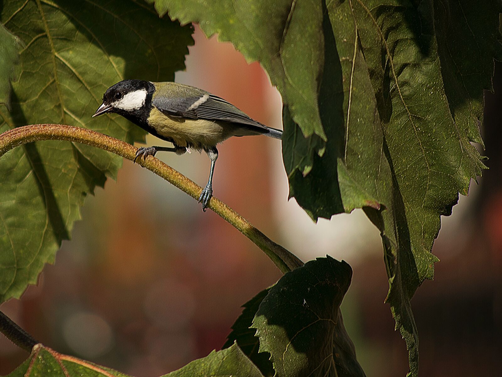 Nikon D3300 sample photo. Animal world, bird, nature photography