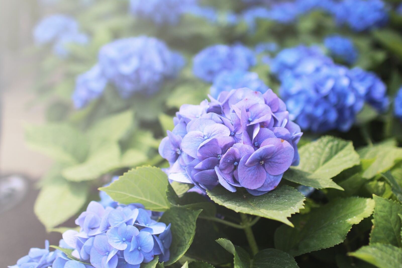 Canon EOS 700D (EOS Rebel T5i / EOS Kiss X7i) sample photo. Flowers, hydrangea, purple photography