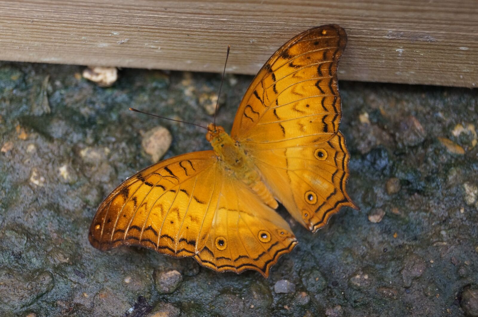 Sony SLT-A57 sample photo. Butterfly, nature, insect photography