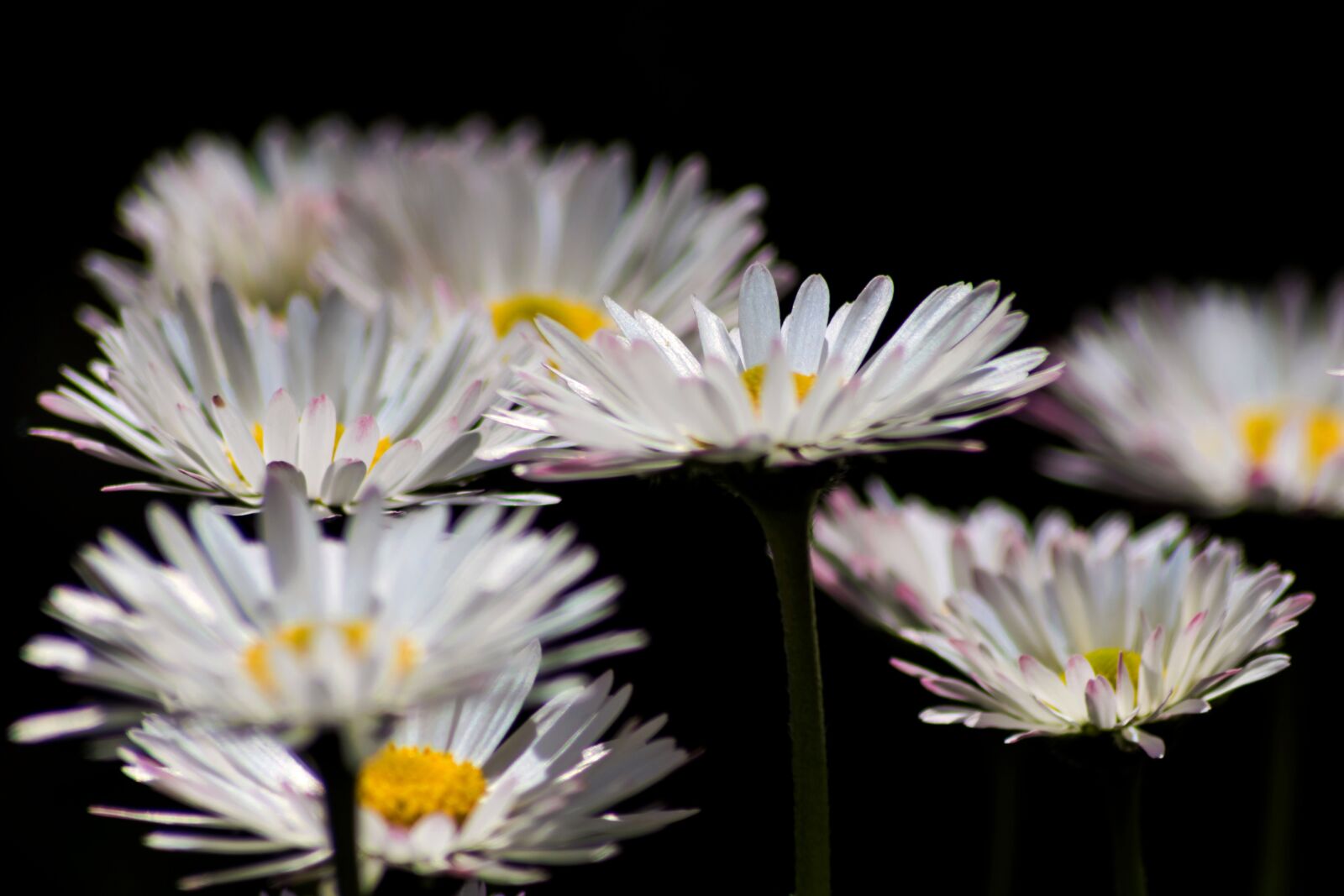 Nikon D7200 sample photo. Daisies, spring, nature photography