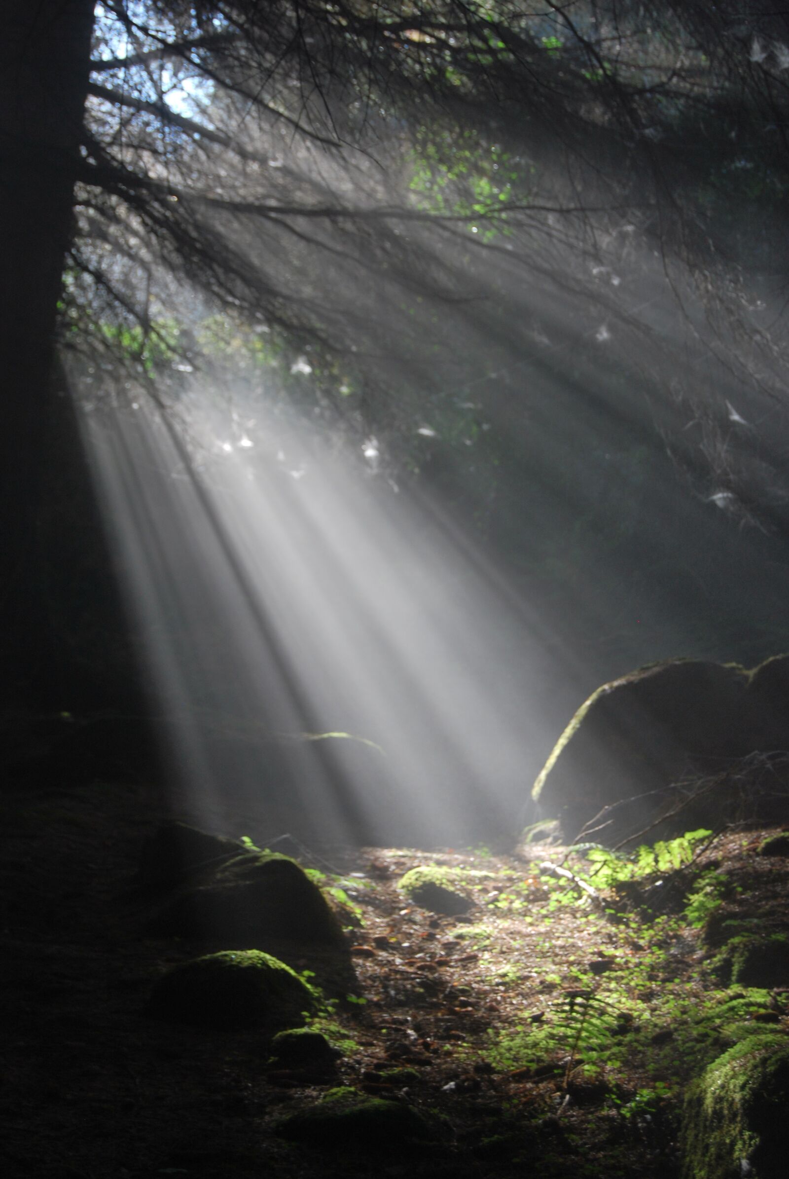 Nikon D60 sample photo. Sun, sunlight, shaft photography