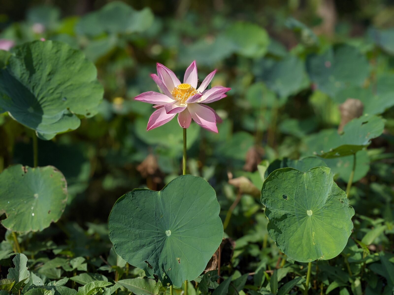 Google Pixel 4 sample photo. Lotus, flower, the leaves photography