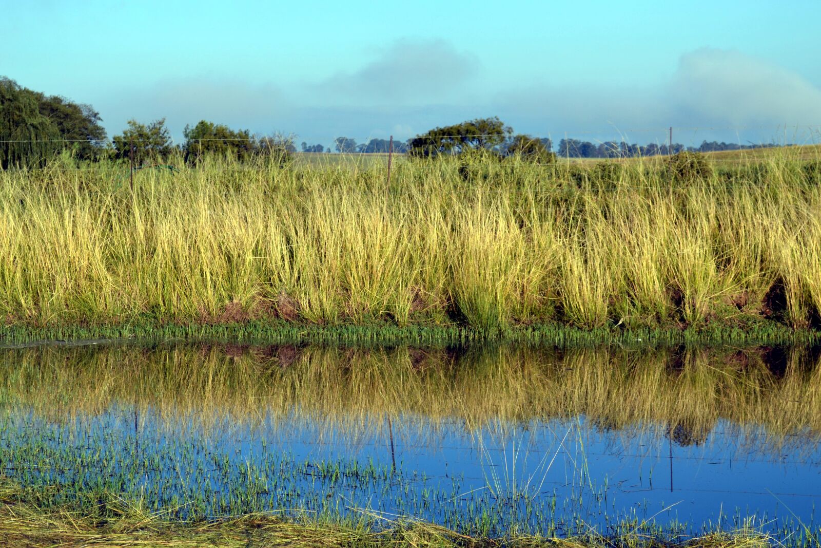 Nikon D3100 sample photo. Grass, river, landscape photography
