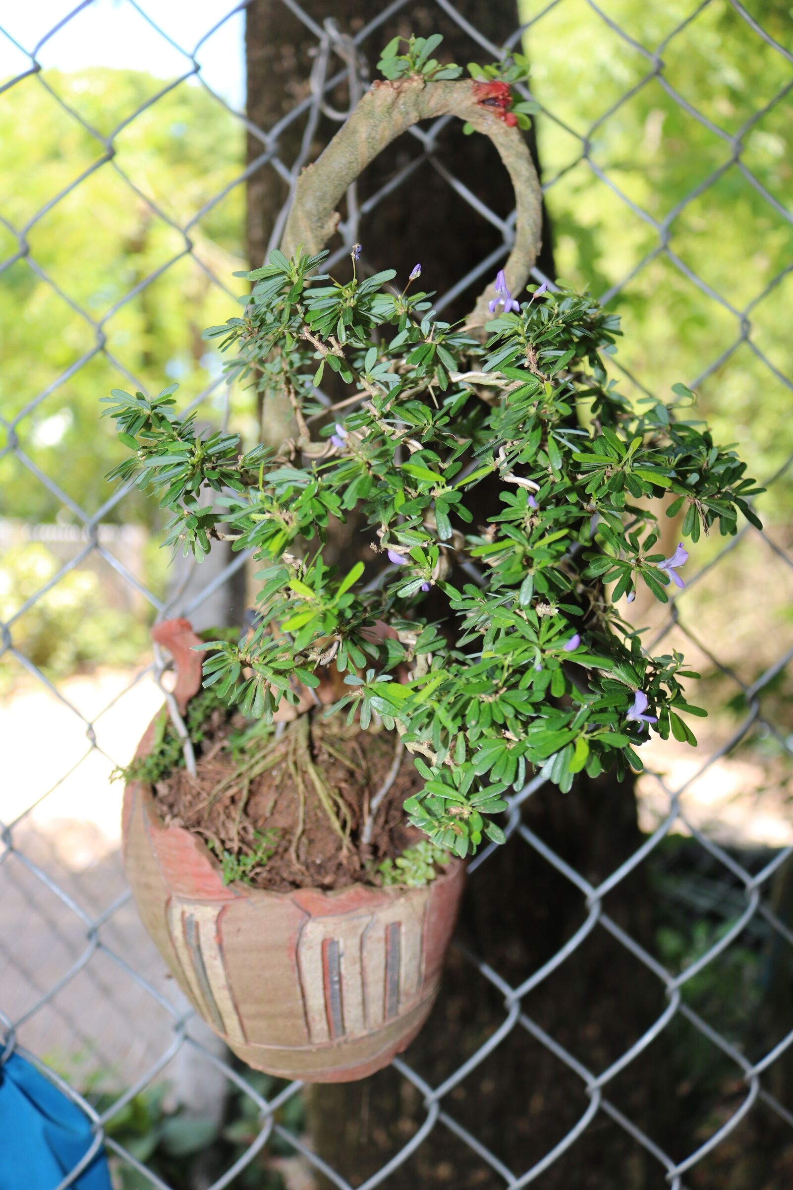 Canon EOS 750D (EOS Rebel T6i / EOS Kiss X8i) sample photo. Flowers, nature, greenery photography