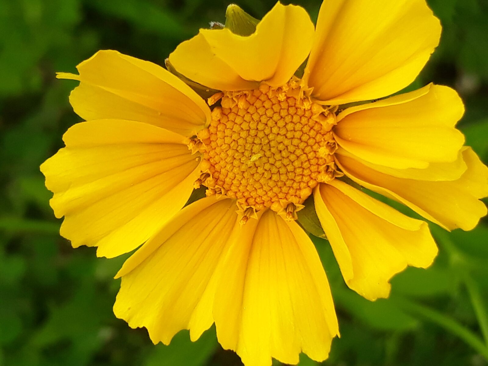 Samsung Galaxy On7(2016) sample photo. Flowers, yellow flower, wildflower photography