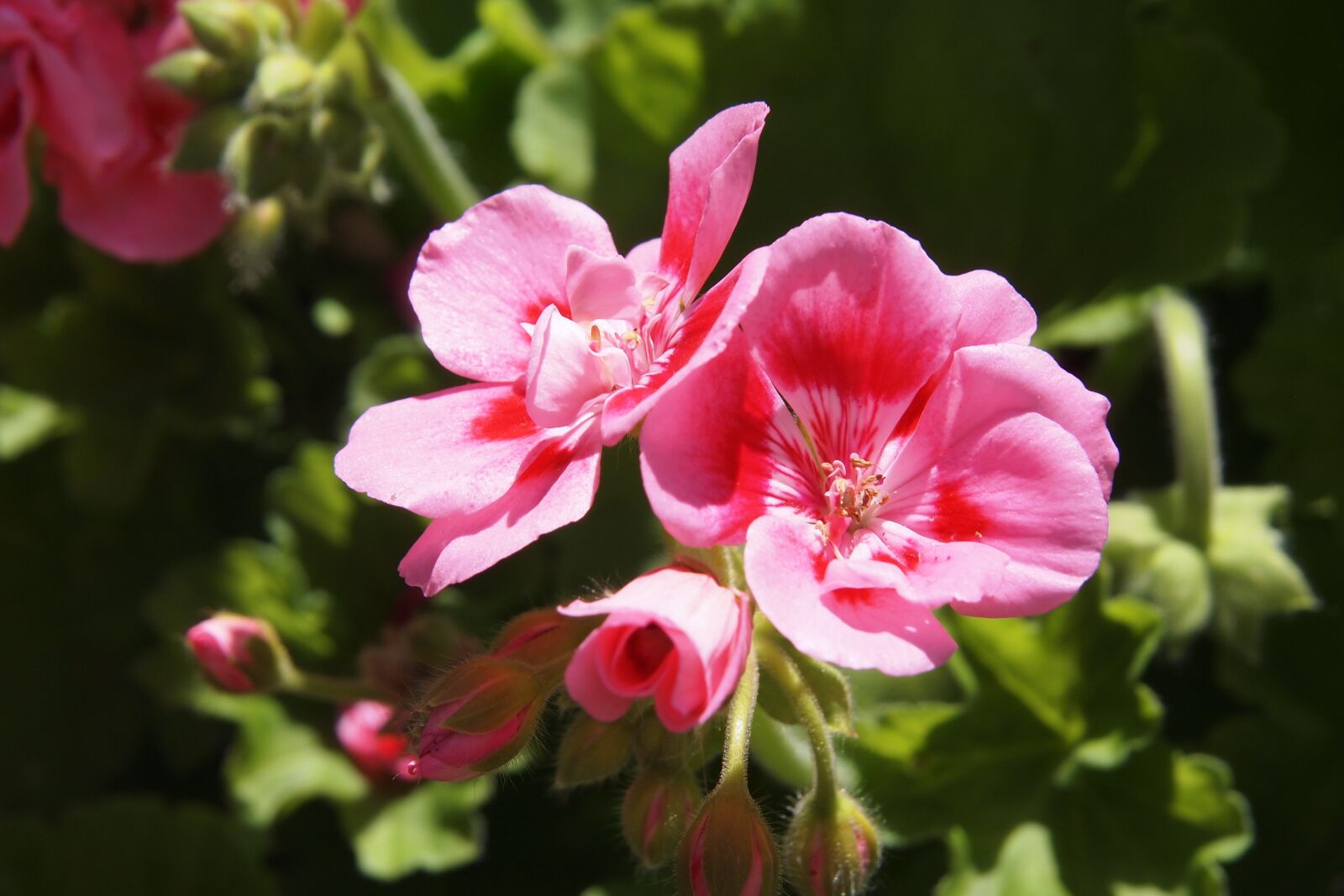 Olympus PEN E-PL2 sample photo. Geranium, pelargonium, pink photography