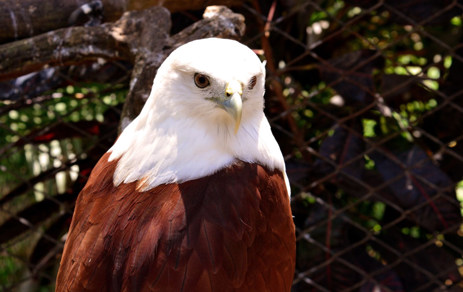 Nikon D5200 sample photo. Eagle, bird, animal photography