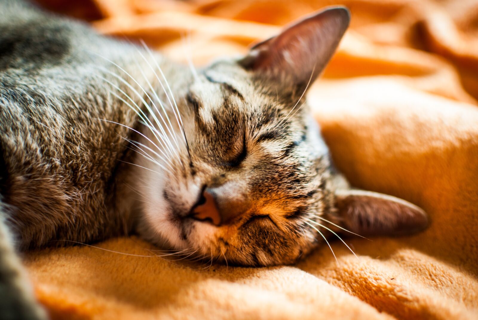 Nikon D60 sample photo. Cat, dream, domestic cat photography