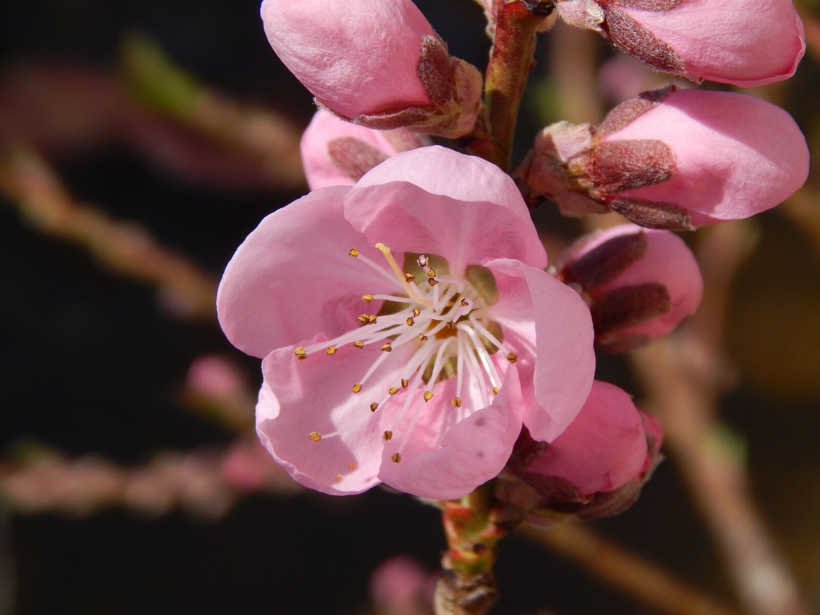 Nikon Coolpix L820 sample photo. Spring, peach, color photography