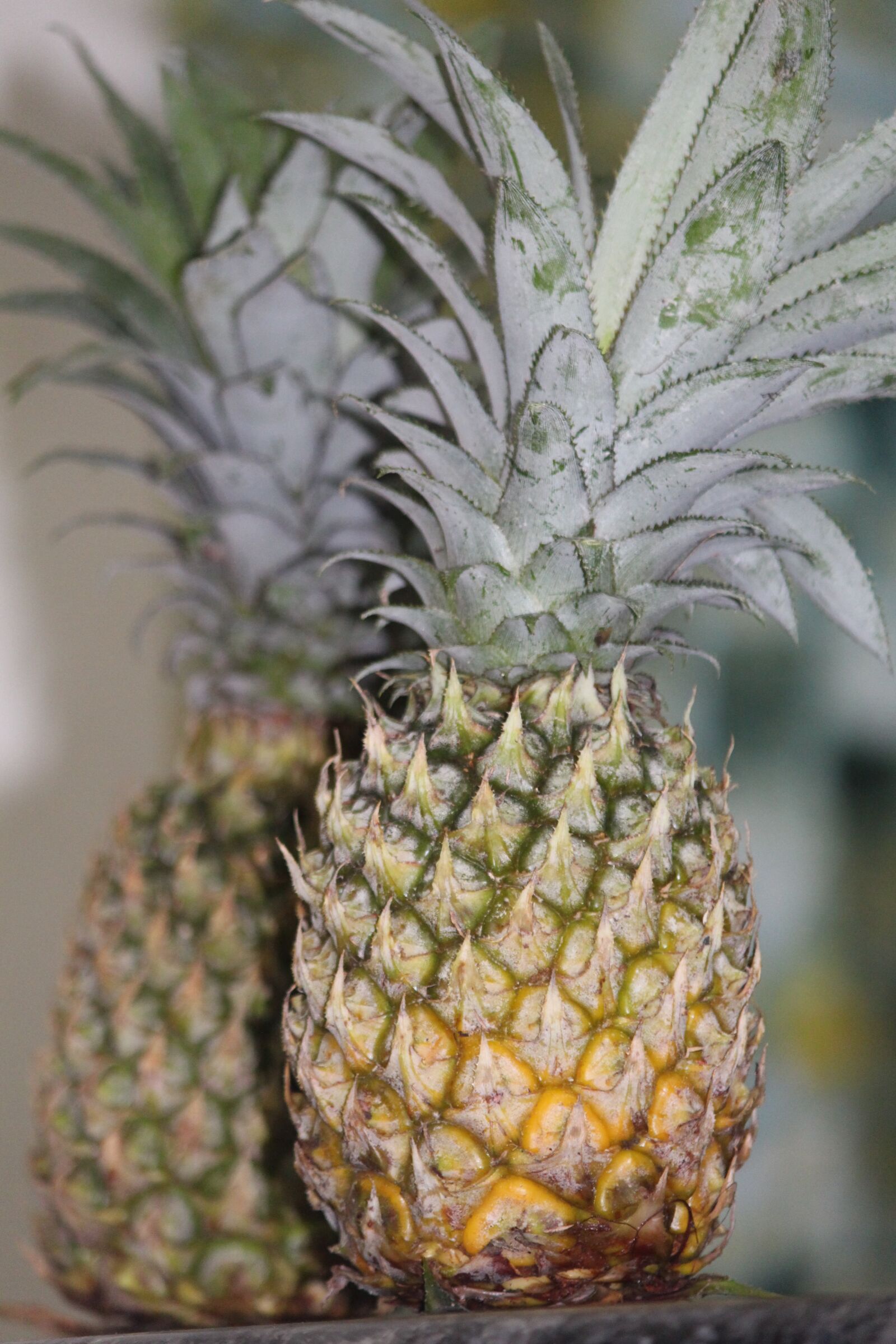 Canon EOS 700D (EOS Rebel T5i / EOS Kiss X7i) sample photo. Pineapple, fruit, tropical photography