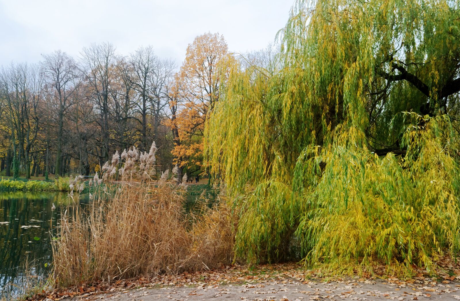 Nikon D3100 sample photo. Landscape, nature, lake photography