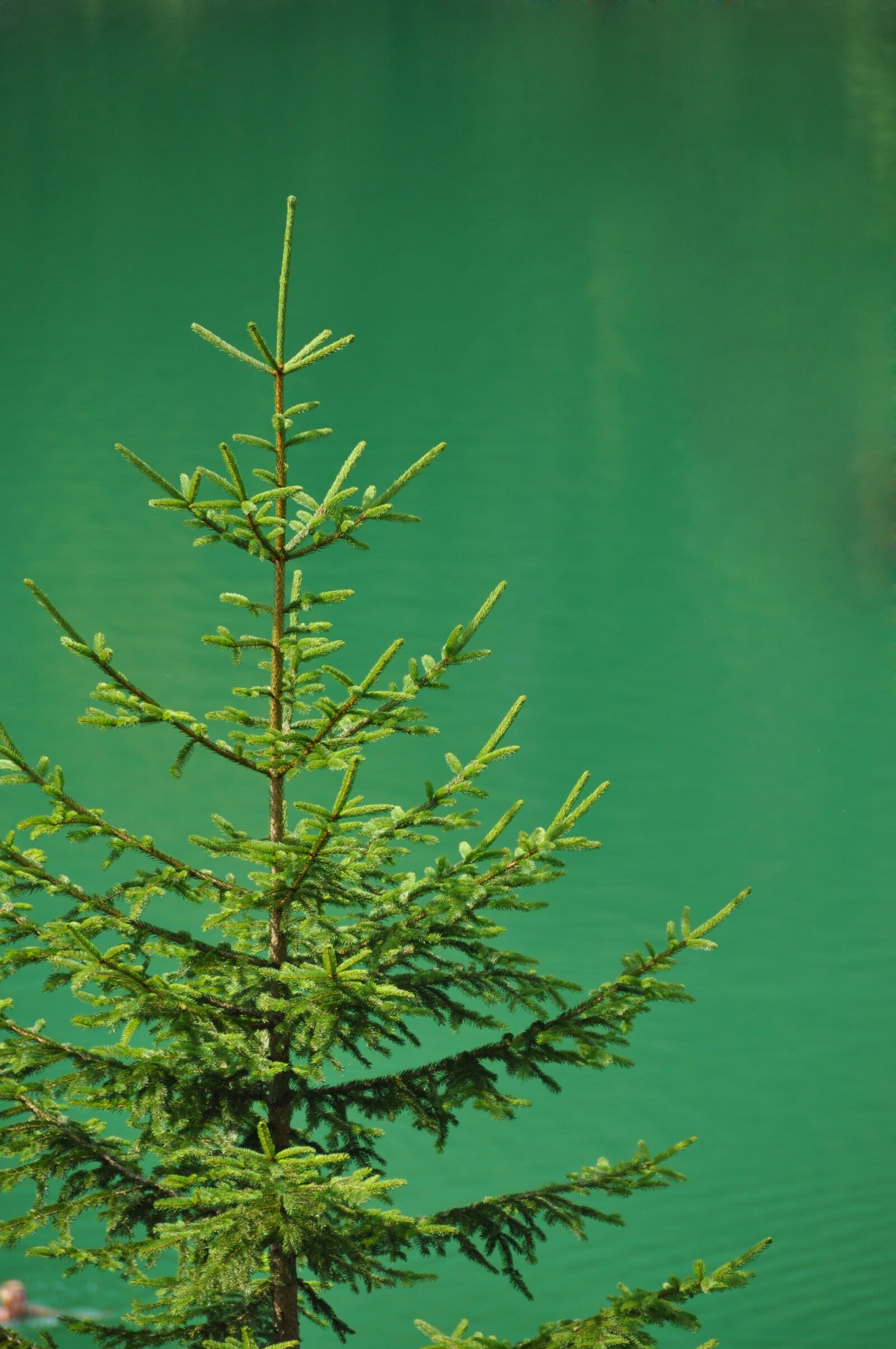 Nikon D90 sample photo. Green, outdoor, nature photography