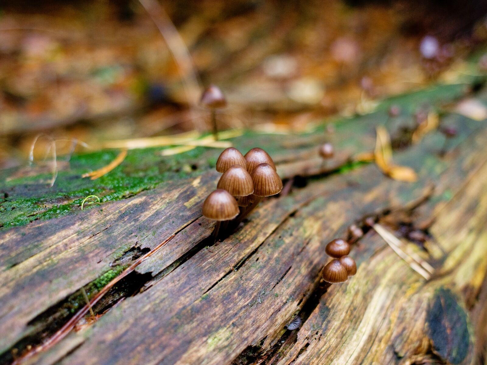 Nikon D90 sample photo. Mushrooms, forest, log photography