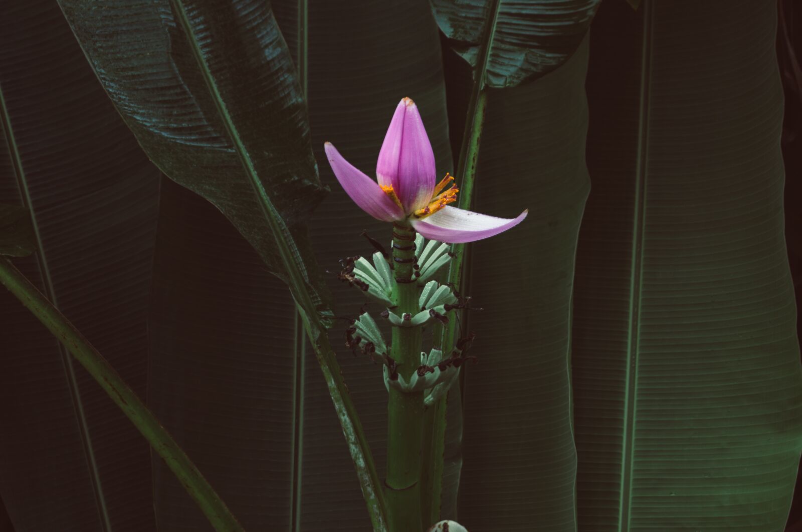 Sony SLT-A37 sample photo. Flower, banana, banana tree photography