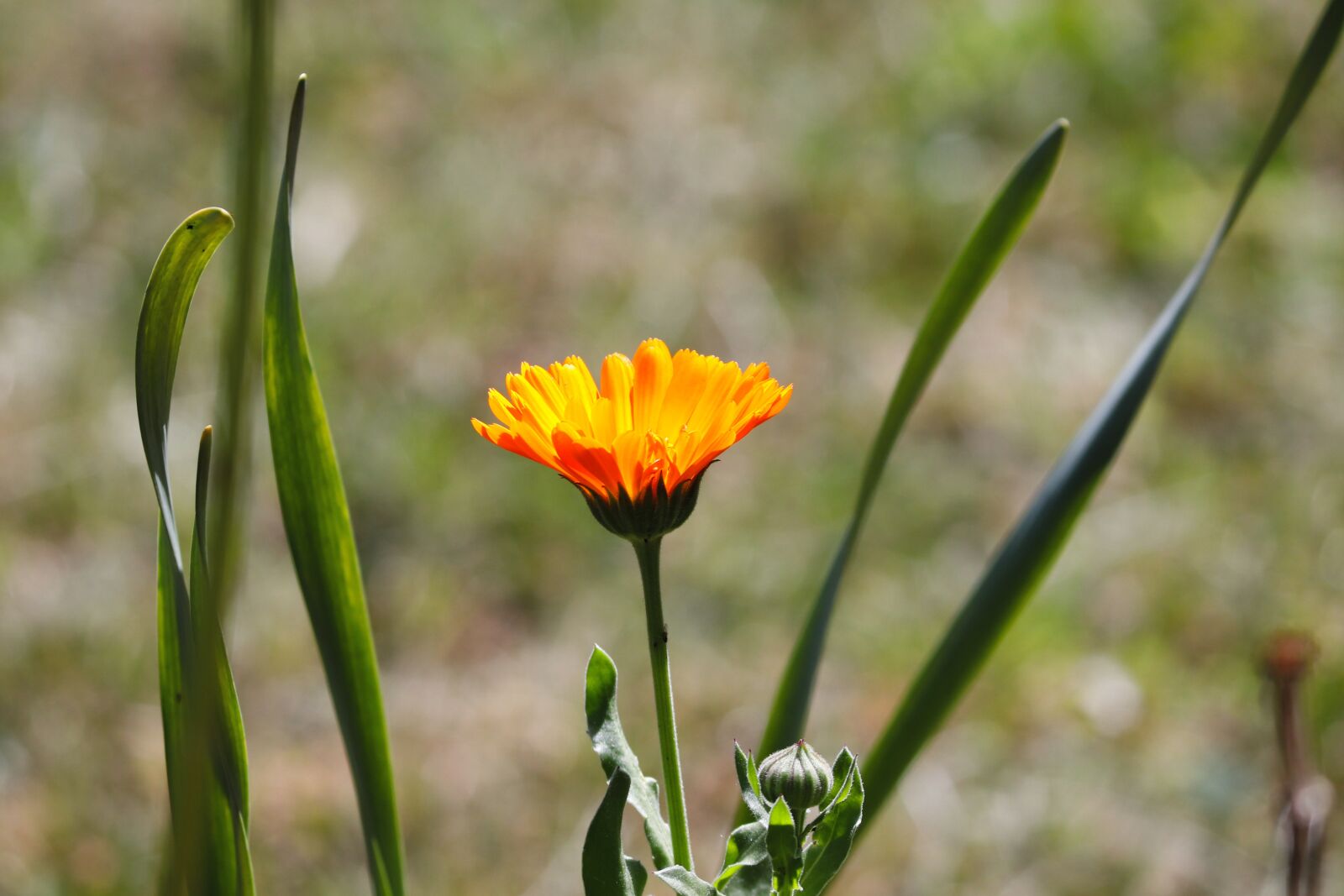 Canon EOS 200D (EOS Rebel SL2 / EOS Kiss X9) sample photo. Marigold, calendula officinalis, gardening photography