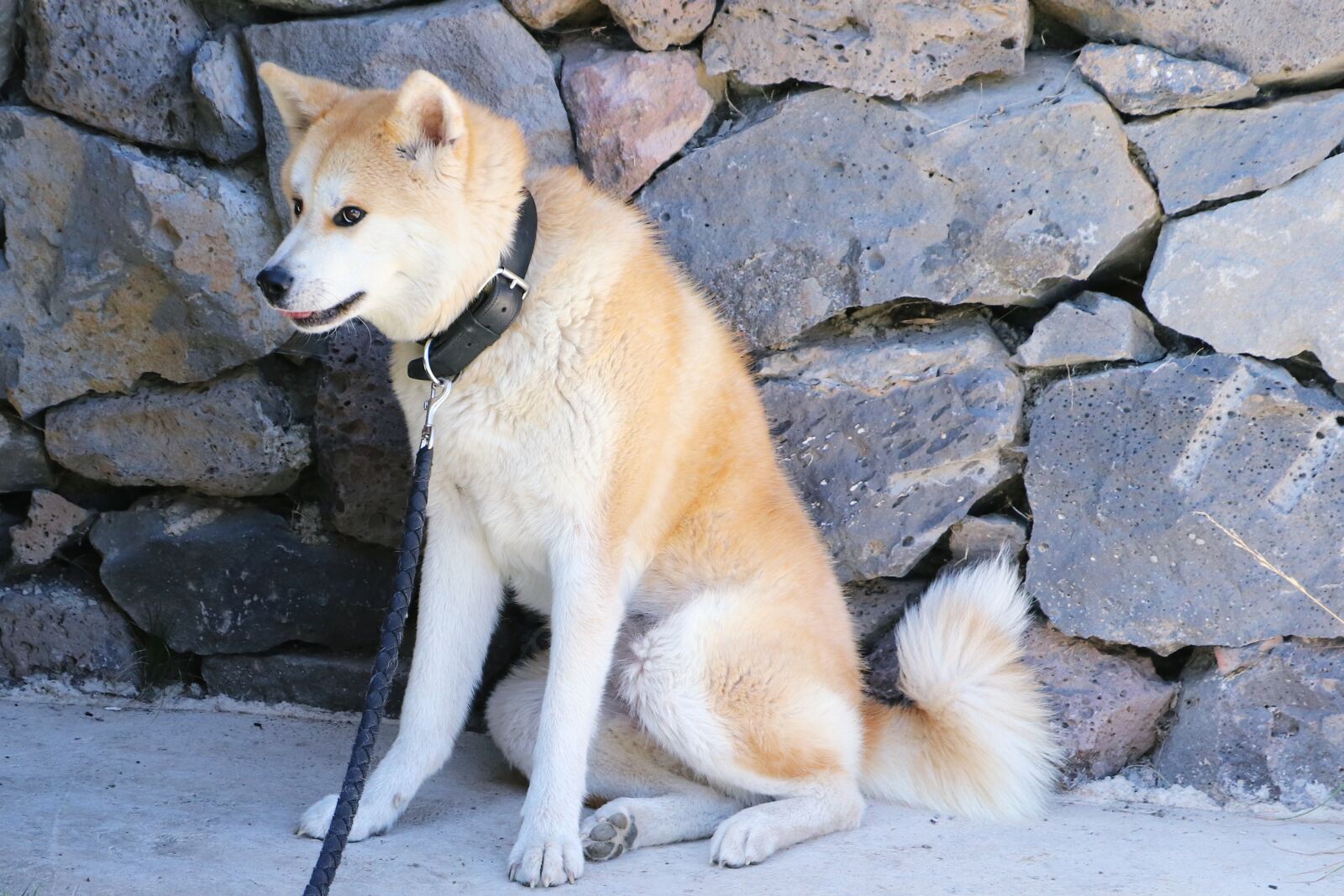 Canon EOS 200D (EOS Rebel SL2 / EOS Kiss X9) sample photo. Dog, aquitaine, each photography