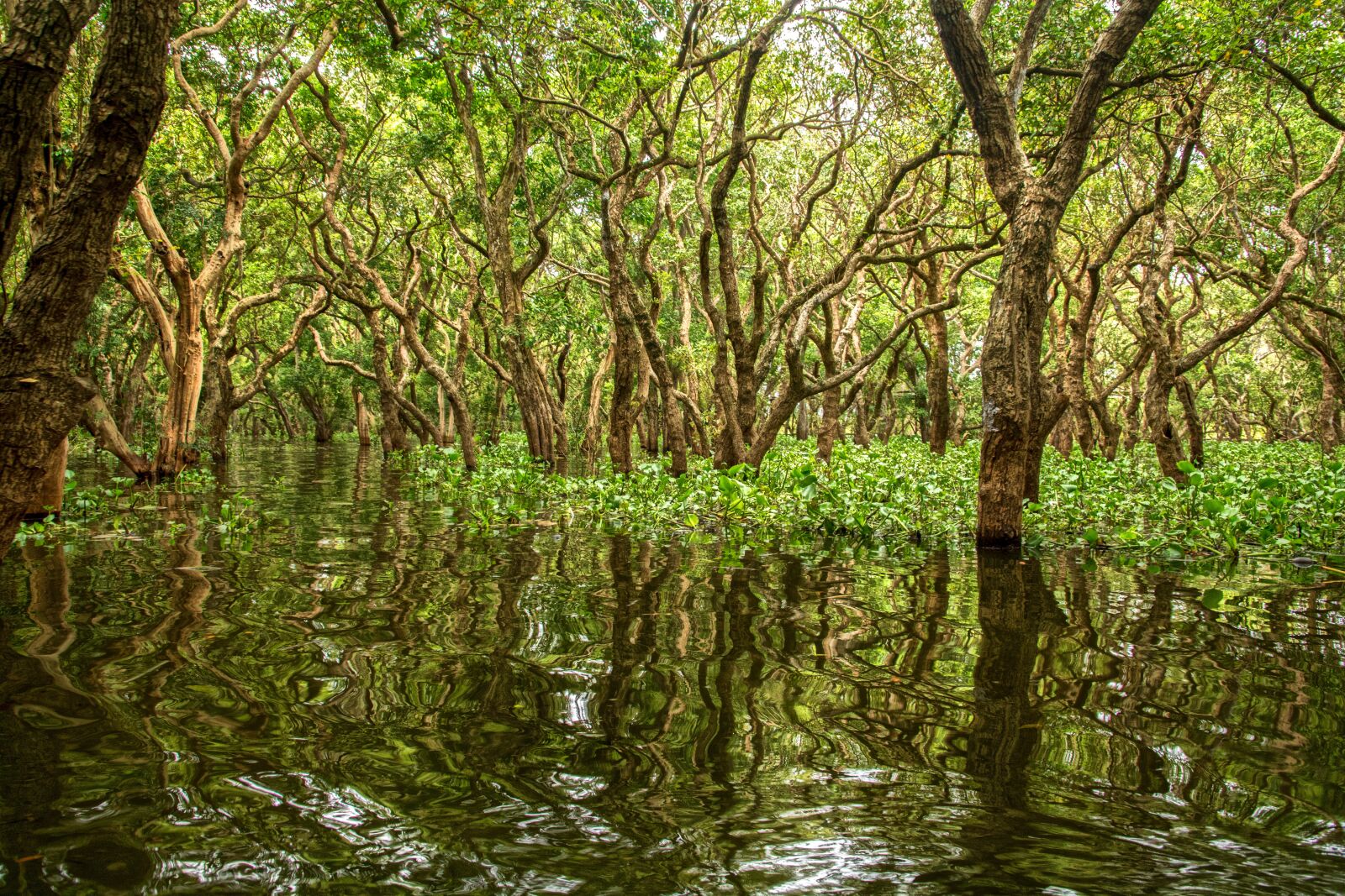 Nikon D7100 sample photo. Mangrove, cambodia, kampong photography