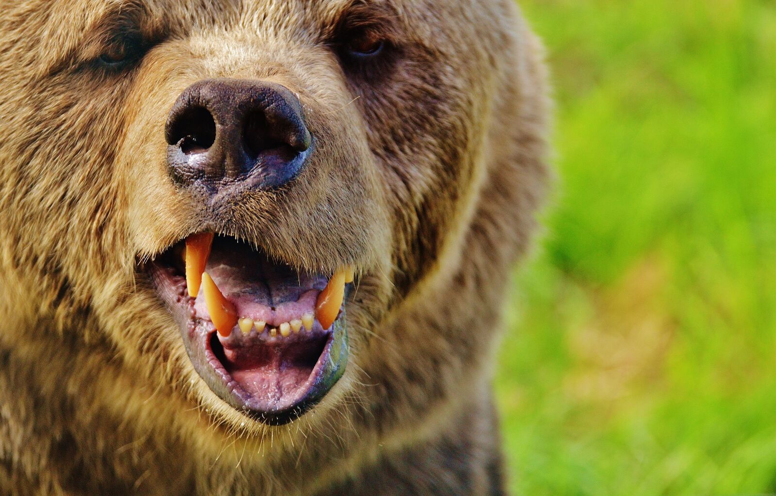 Nikon D3200 sample photo. European brown bear, wild photography
