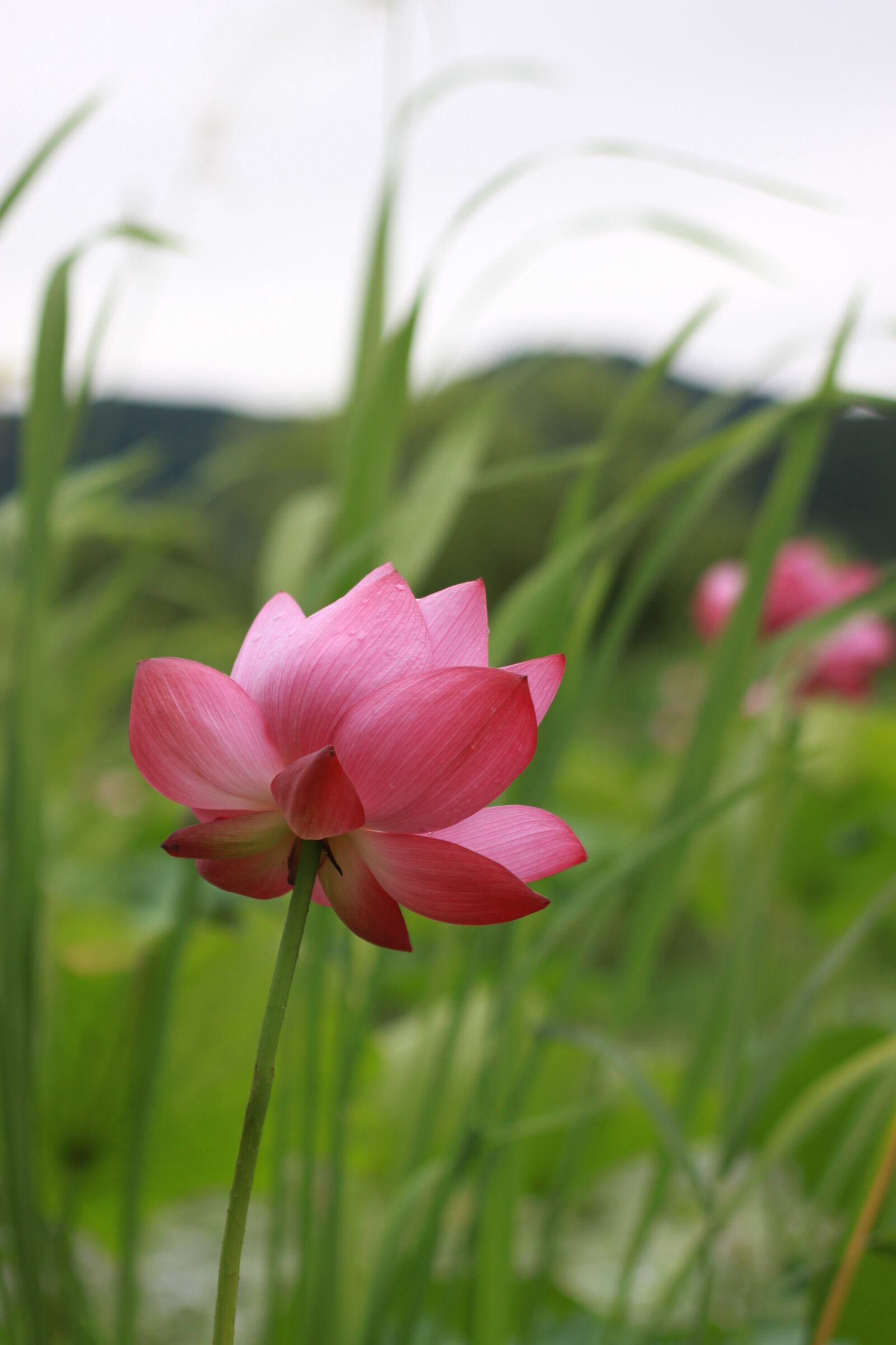 Canon EOS 500D (EOS Rebel T1i / EOS Kiss X3) sample photo. Kite, lotus, water lilies photography
