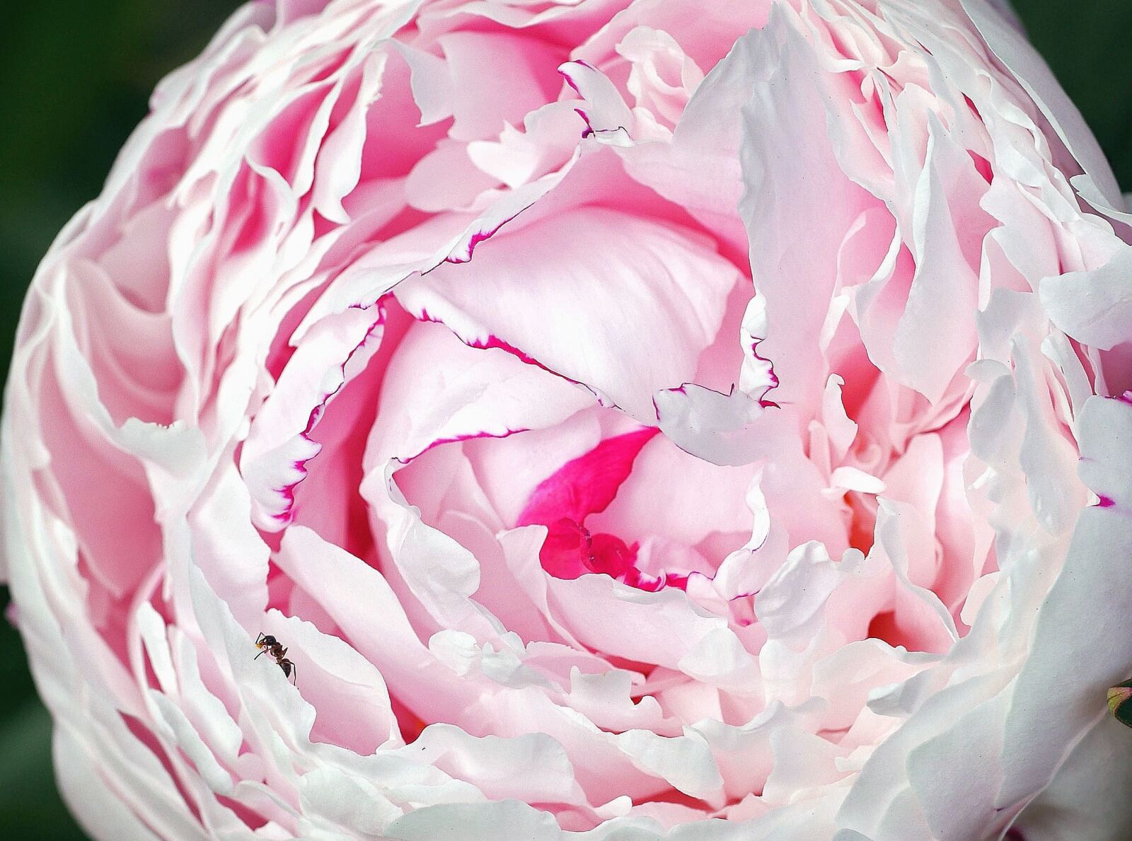 Panasonic Lumix DMC-GH3 sample photo. Flower, rose, petal, plant photography