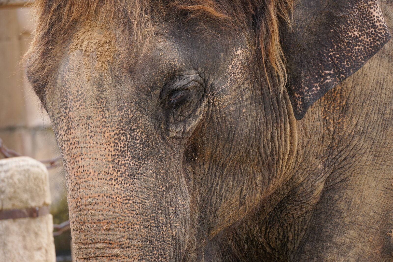 Sony E 55-210mm F4.5-6.3 OSS sample photo. Elephant, structure, tusks photography