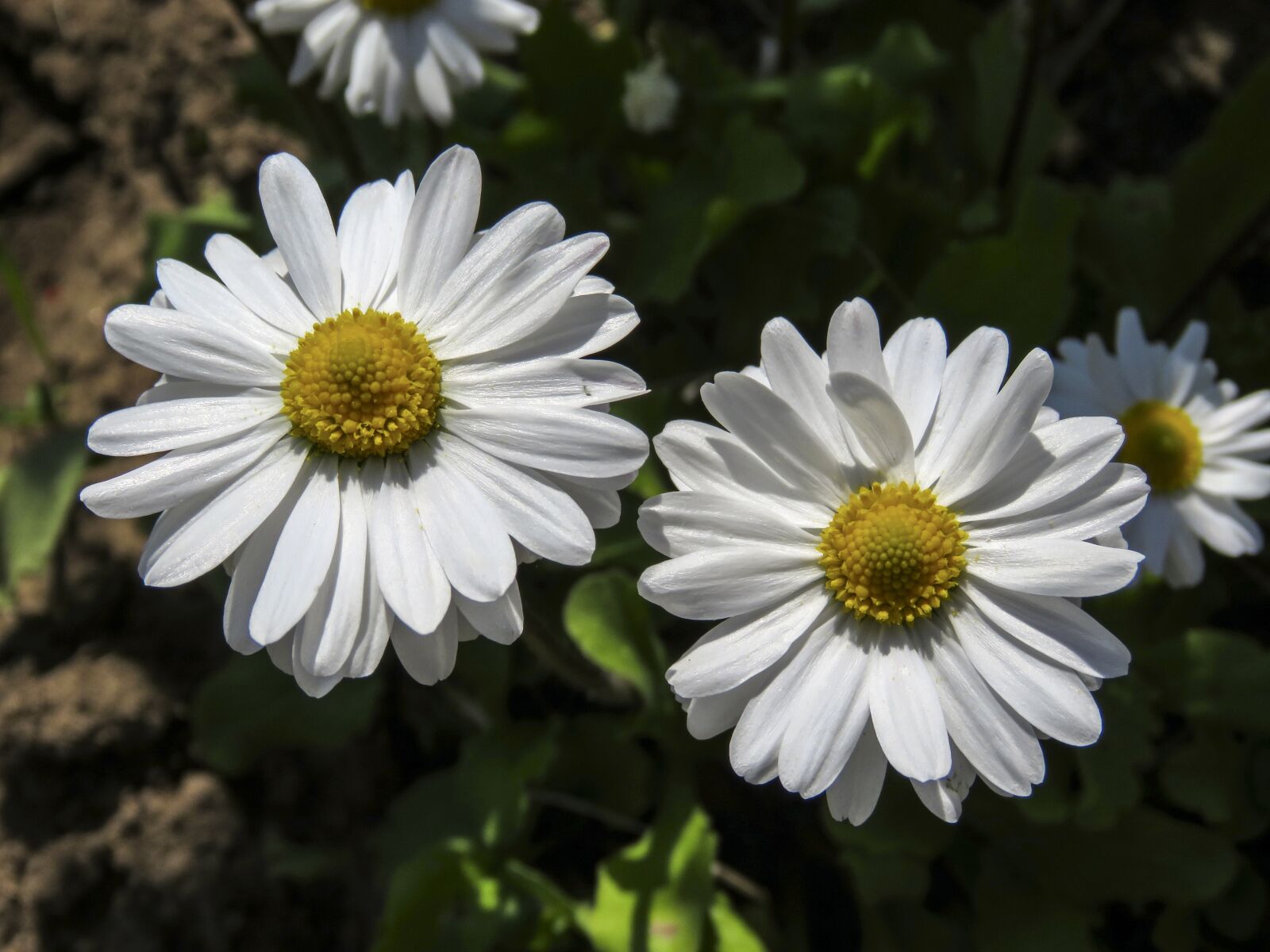 Canon PowerShot SX60 HS sample photo. Daisies, flowers, white photography