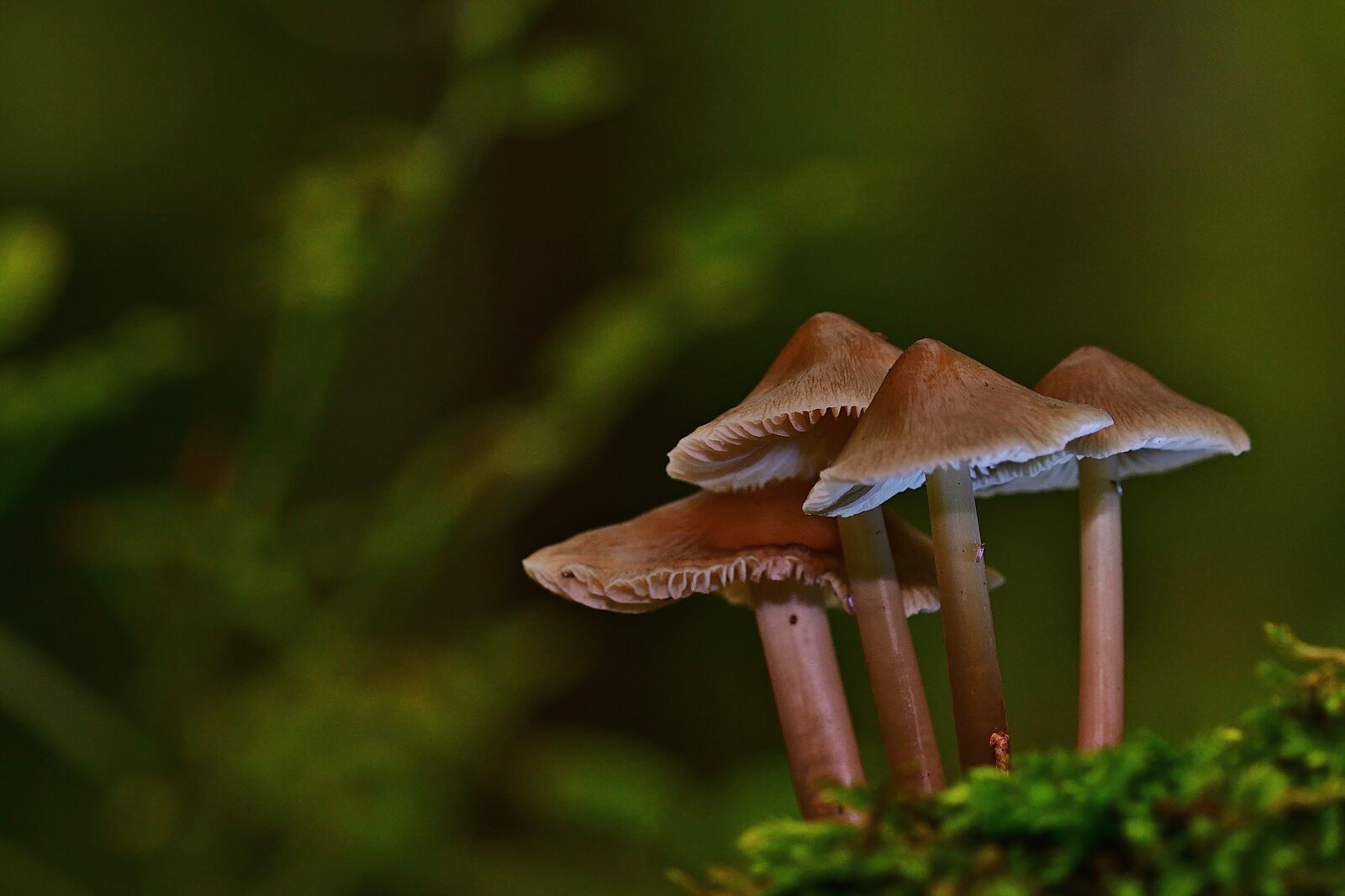 Nikon D5200 sample photo. Nature, forest, mushrooms photography