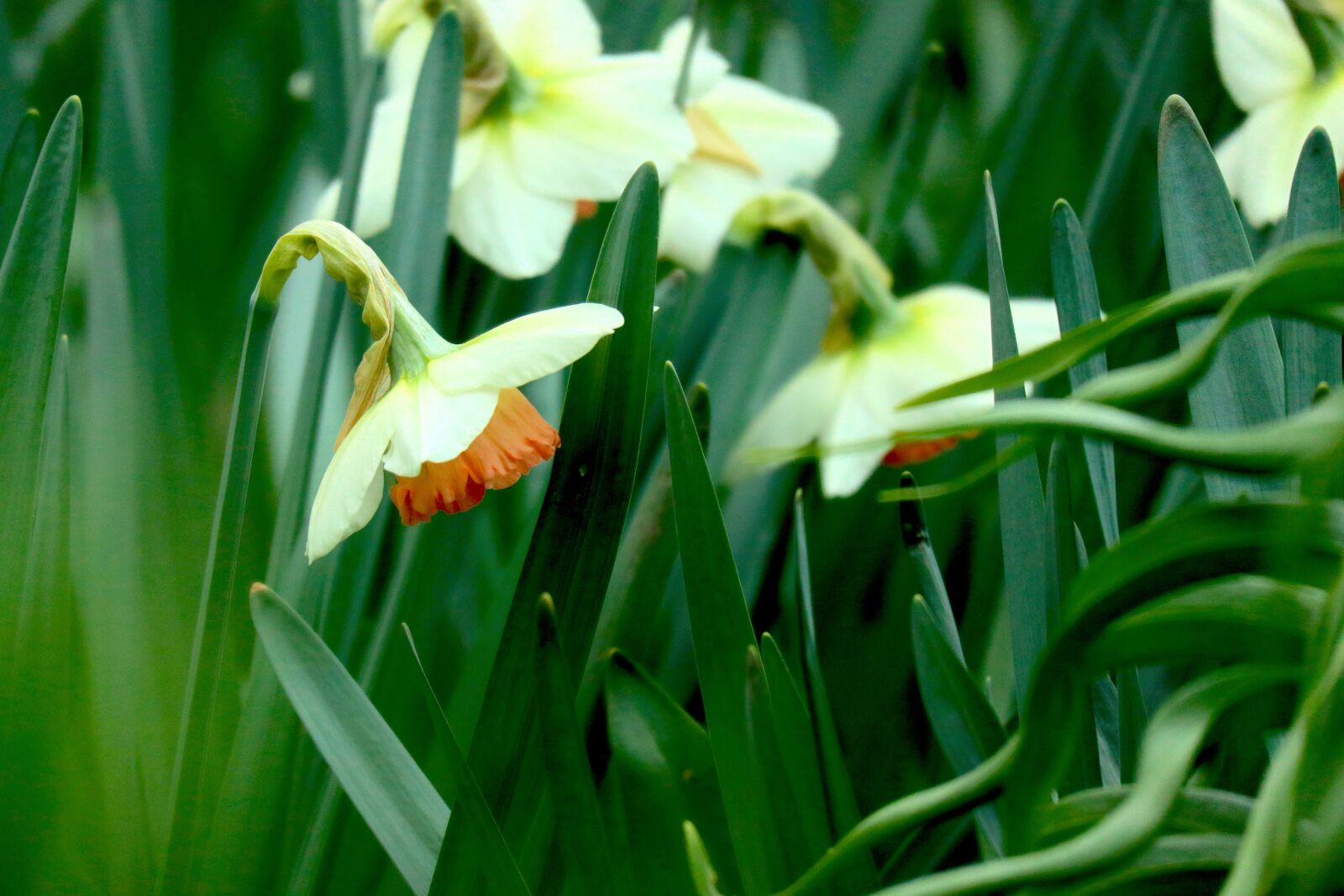 Canon EOS M100 + Canon EF-M 55-200mm F4.5-6.3 IS STM sample photo. Snowflake, flower, blossom photography