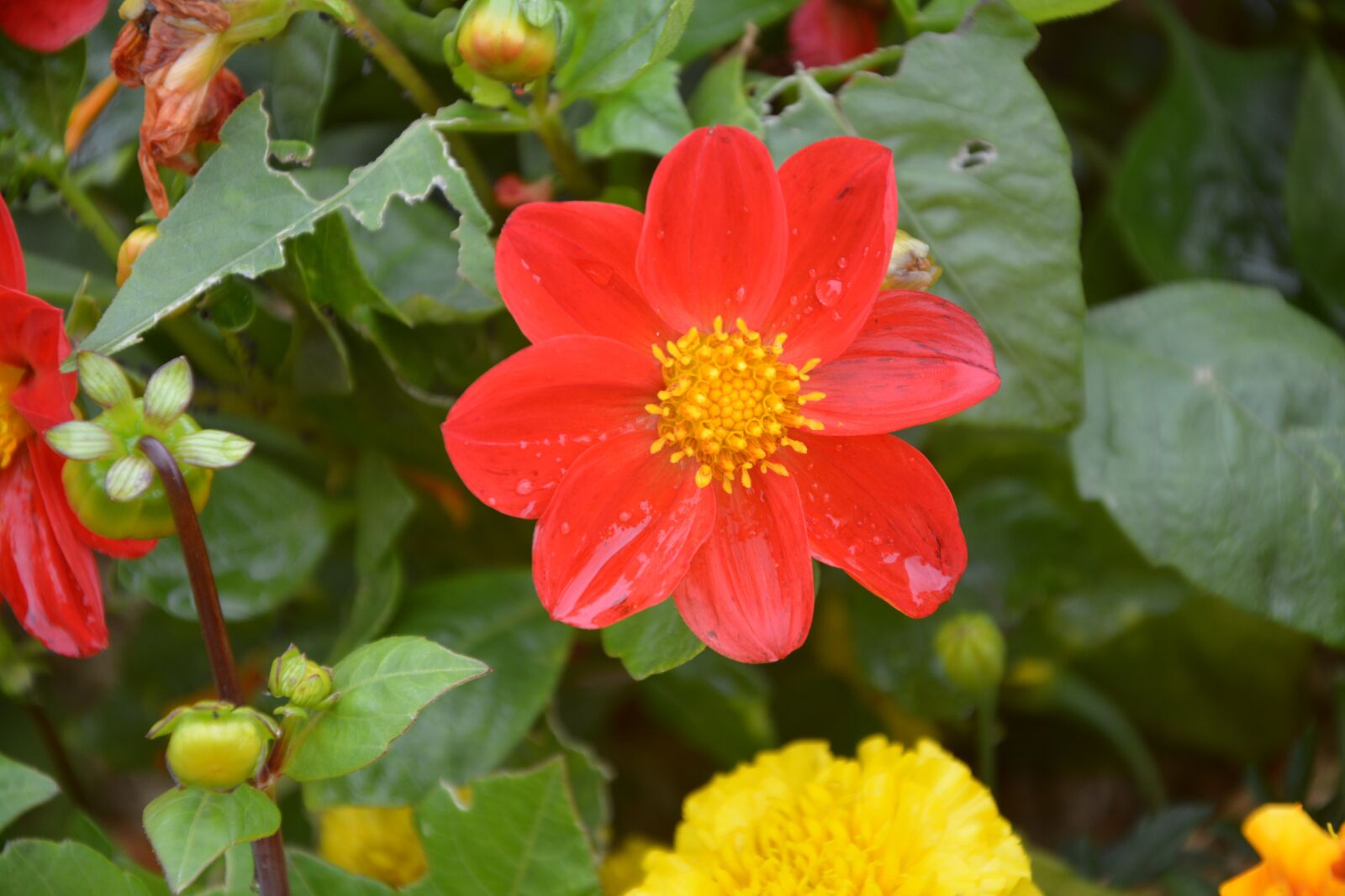 Nikon D5200 sample photo. Flower red and yellow photography