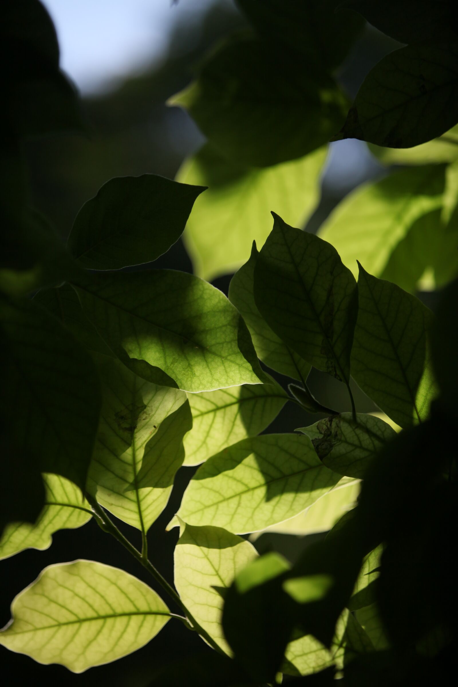 Canon EOS 5D Mark II sample photo. Foliage, transparency, against the photography