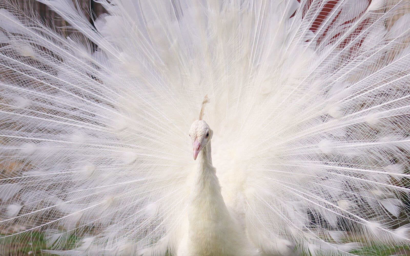 Panasonic Lumix DMC-GX7 sample photo. Birds, peacock, white photography