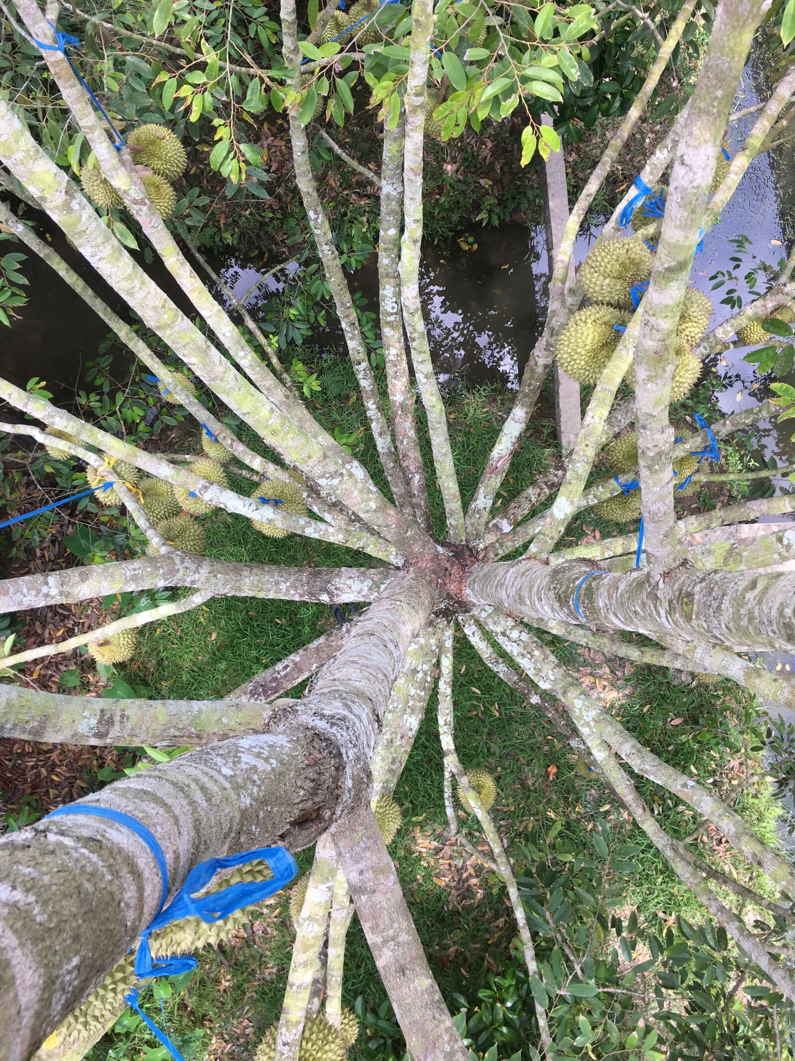 iPhone 6s Plus back camera 4.15mm f/2.2 sample photo. Durian trees, fruit trees photography