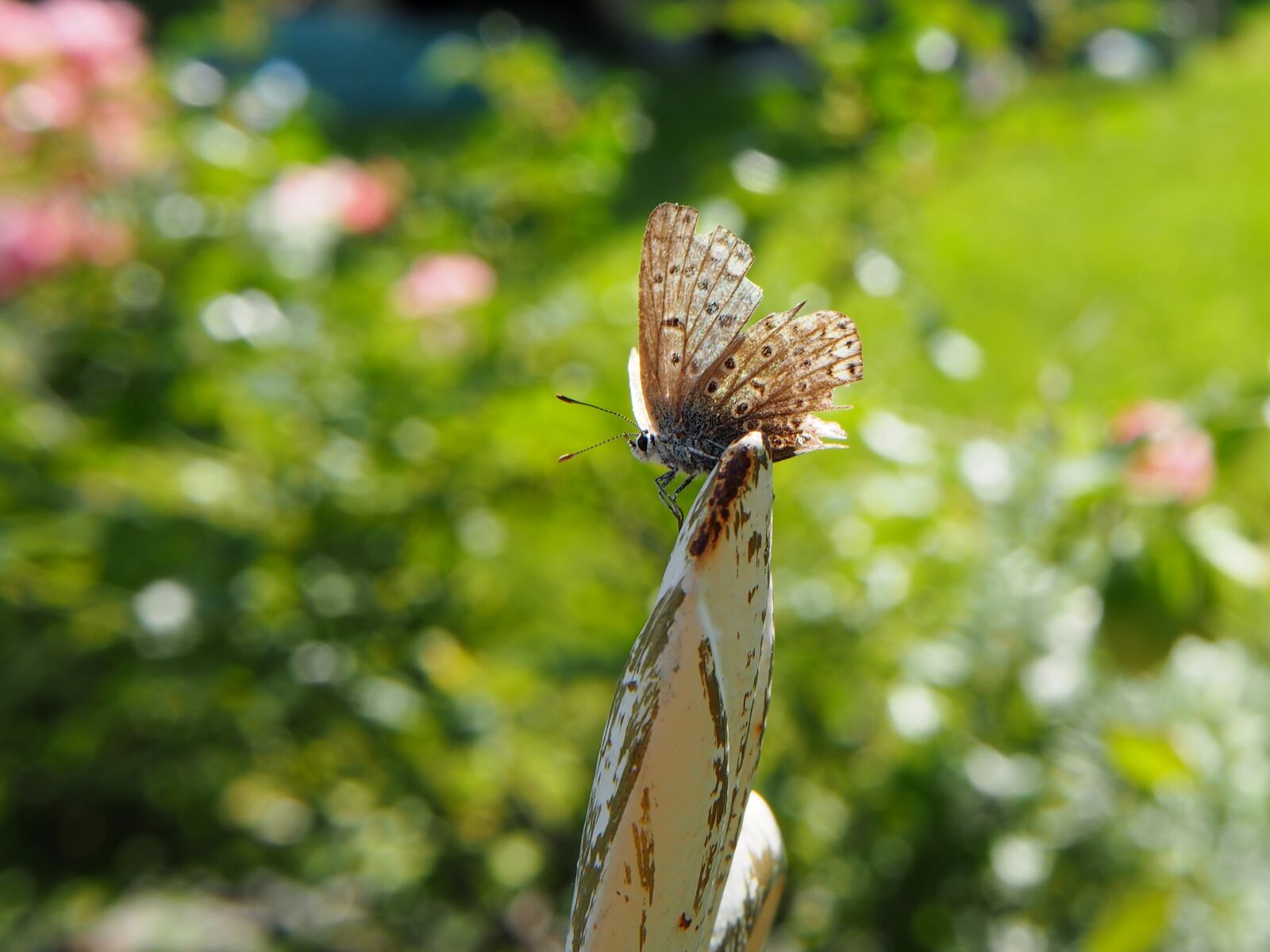 Olympus OM-D E-M10 sample photo. Butterfly, insect, garden photography