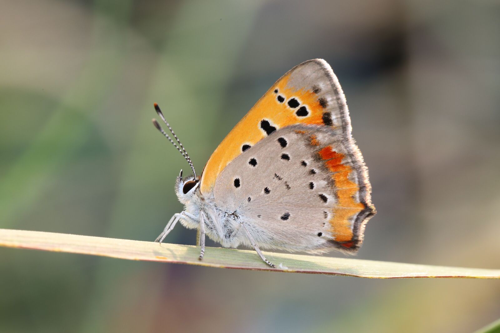 Canon EF 100mm F2.8L Macro IS USM sample photo. Butterfly, macro, insect photography
