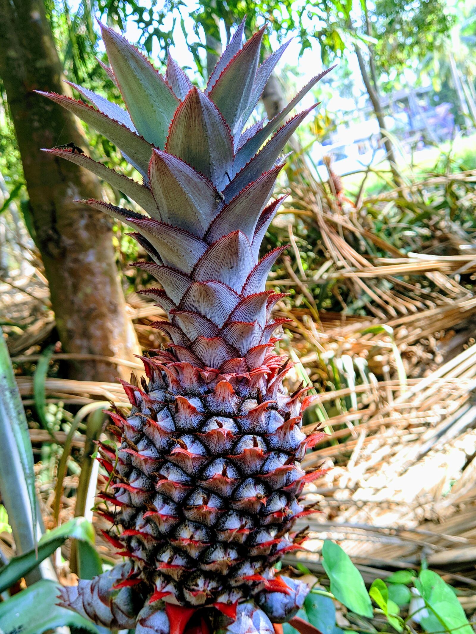 ASUS X01BDA sample photo. Pineapple, fruits, natural photography