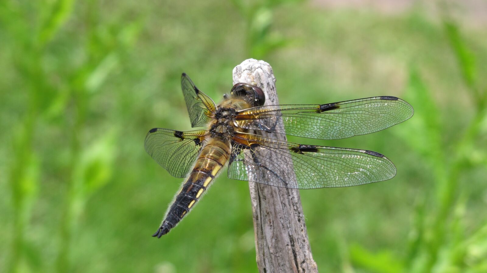 Canon PowerShot G12 sample photo. Dragonfly, animal, root photography