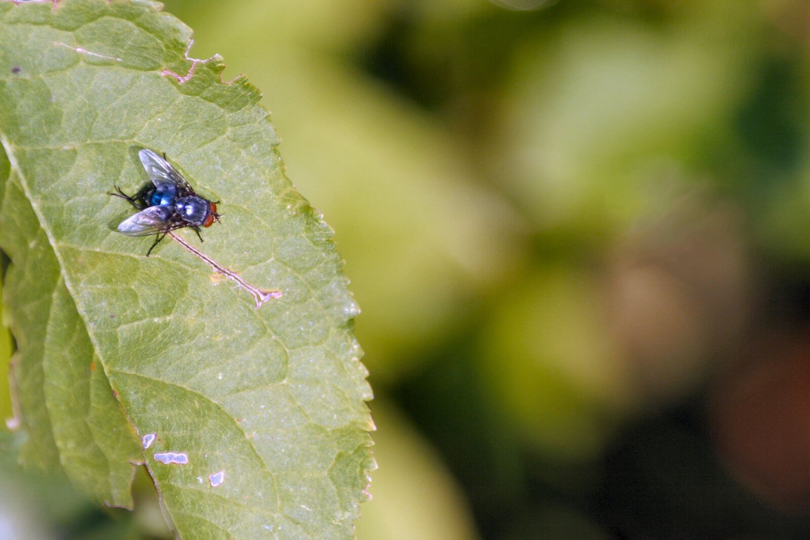 Canon EOS 350D (EOS Digital Rebel XT / EOS Kiss Digital N) sample photo. Fly, leaf, nature photography