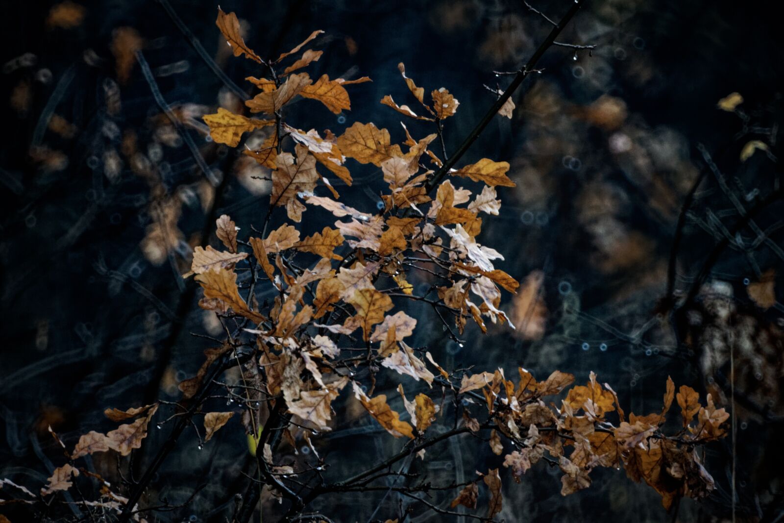 Canon EOS 500D (EOS Rebel T1i / EOS Kiss X3) sample photo. Forest, autumn, tree photography