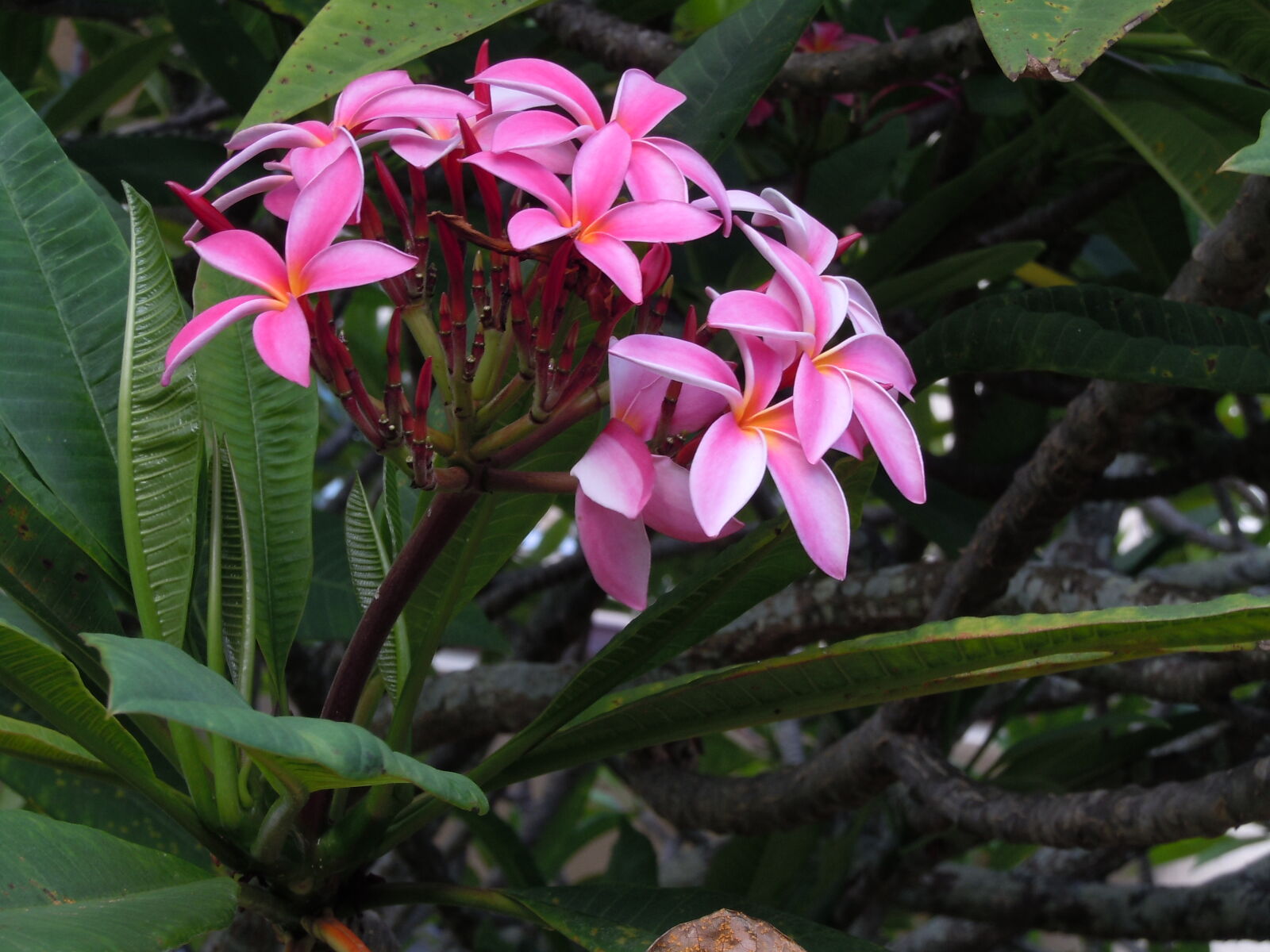 Nikon Coolpix S6000 sample photo