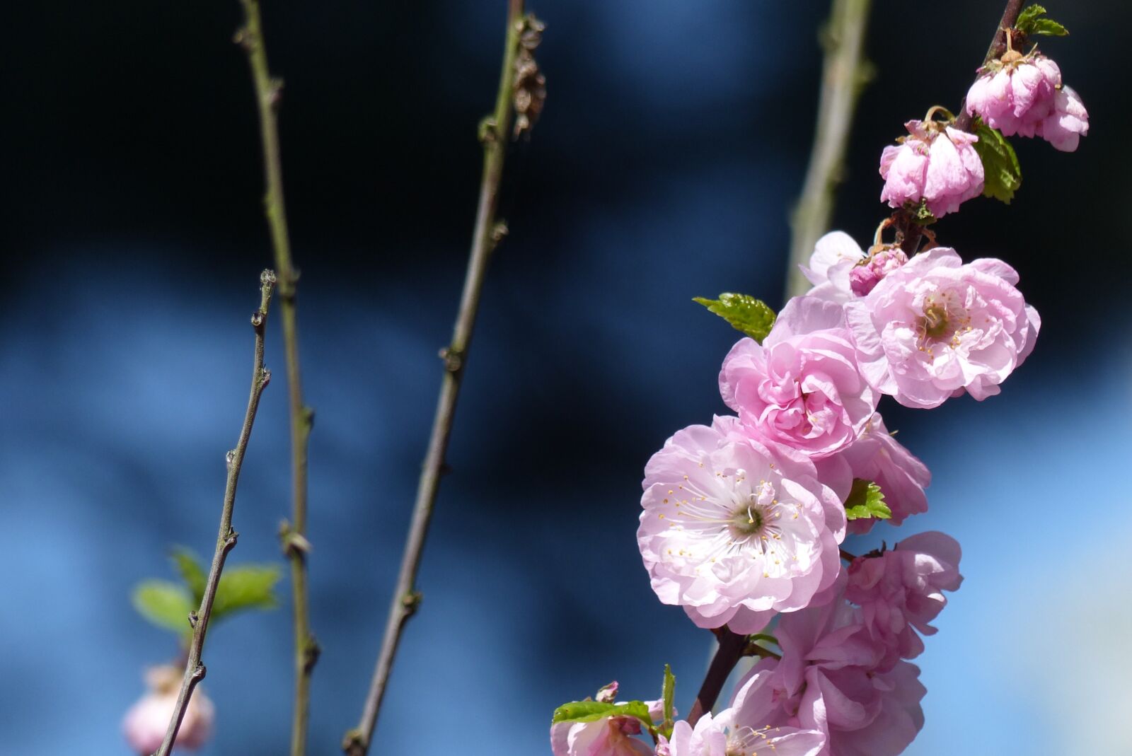 Panasonic Lumix DMC-FZ200 sample photo. Flower, nature, blossom photography
