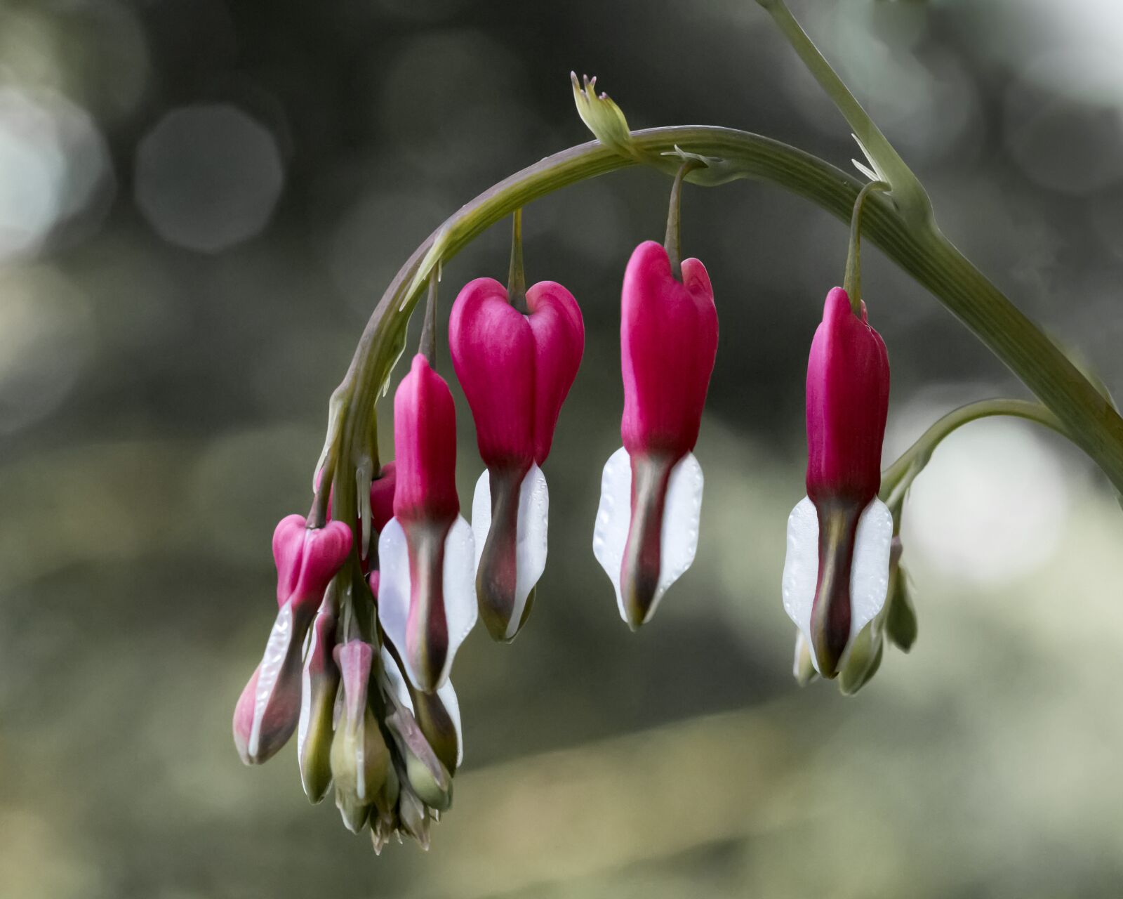 Canon EOS 6D sample photo. Bleeding heart, flower, blooms photography