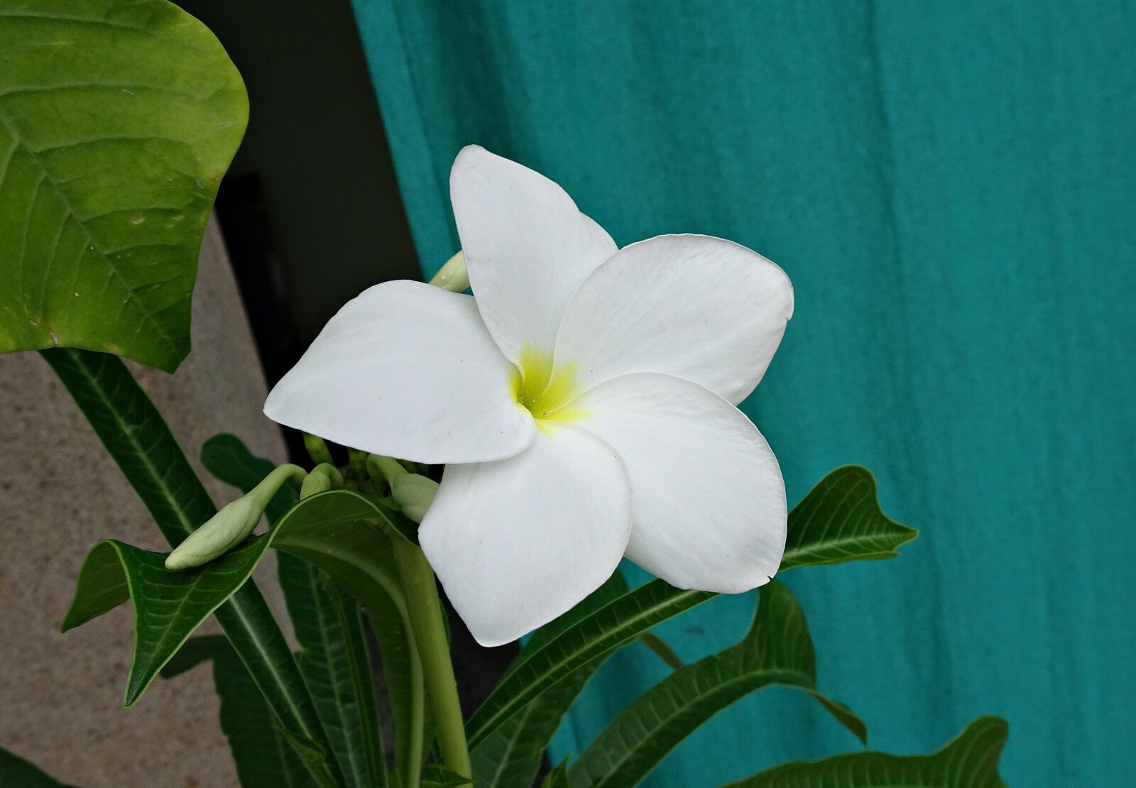 Sony Cyber-shot DSC-HX90V sample photo. Plumeria pudica, flower, plumeria photography