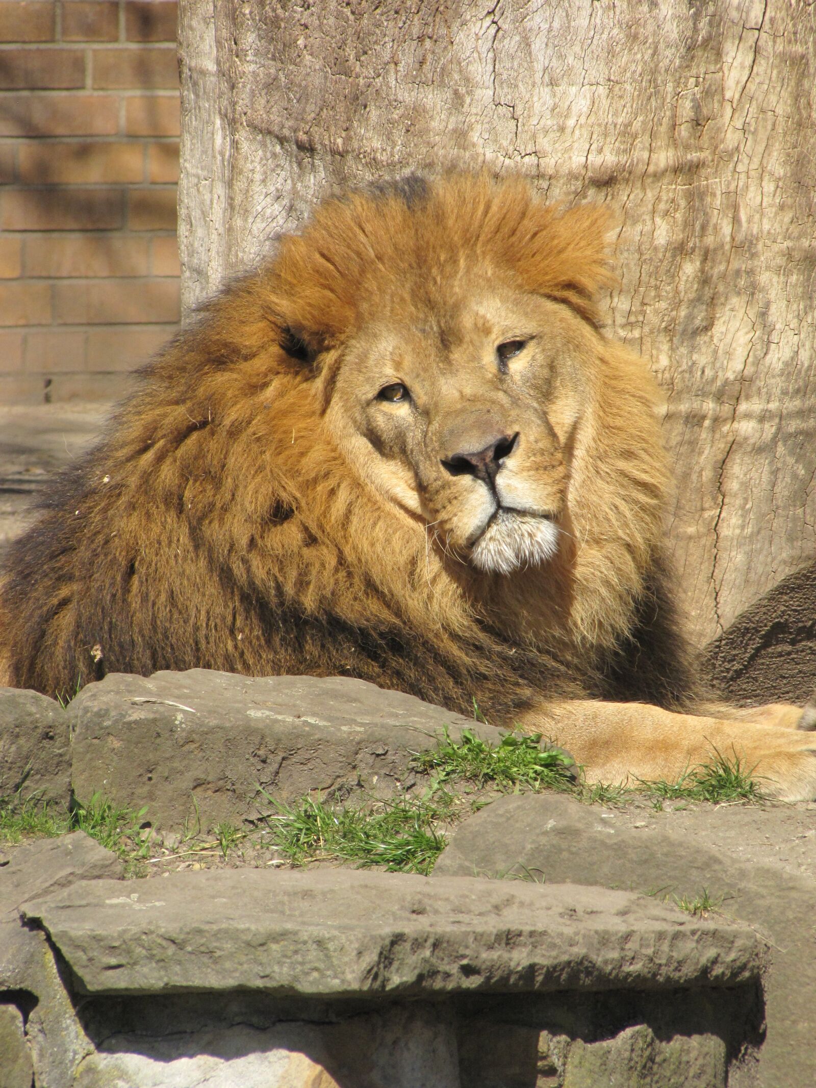 Canon PowerShot SX10 IS sample photo. Lion, mane, male photography