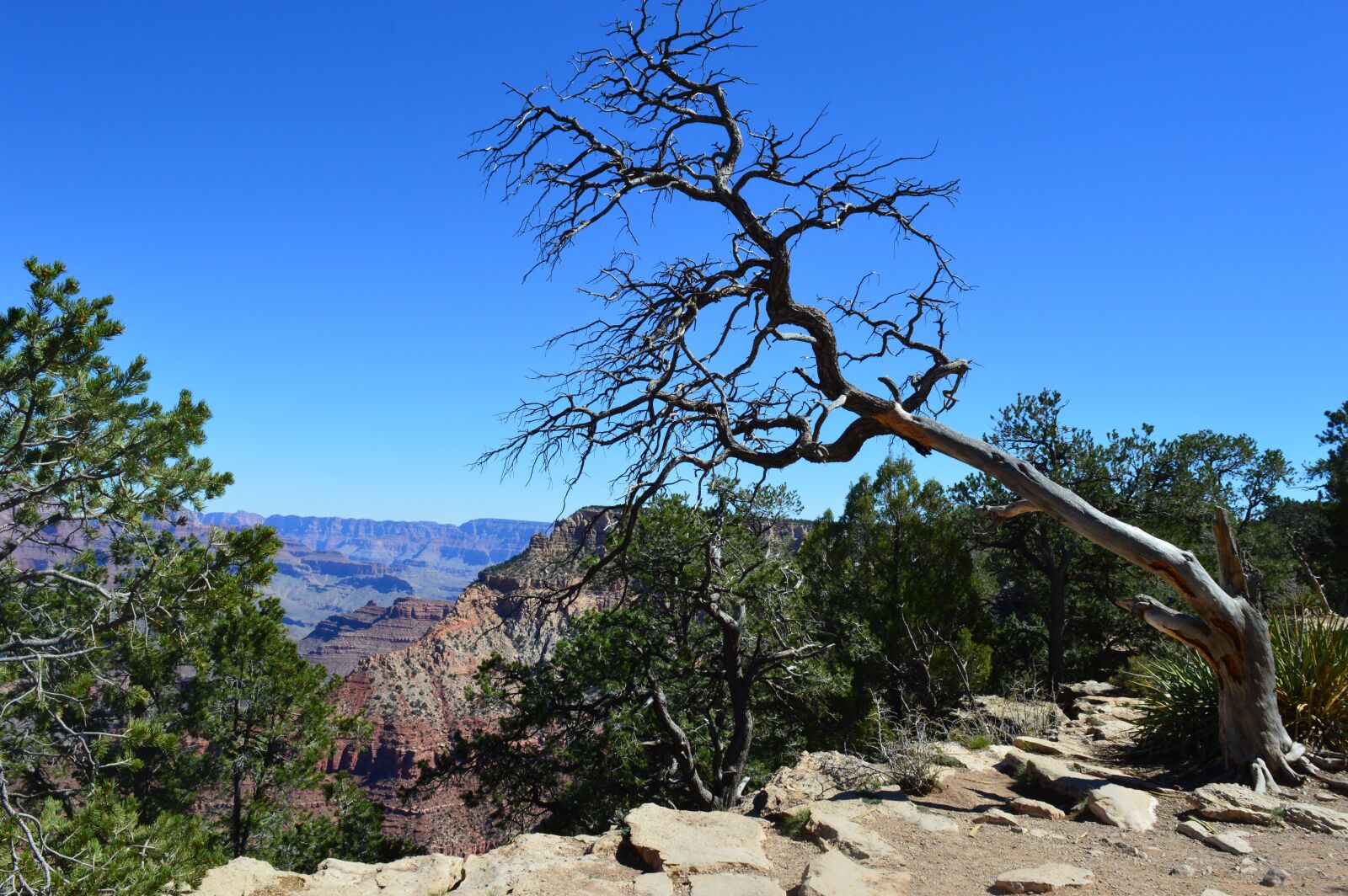 Nikon D3200 sample photo. Grand canyon, desert, united photography